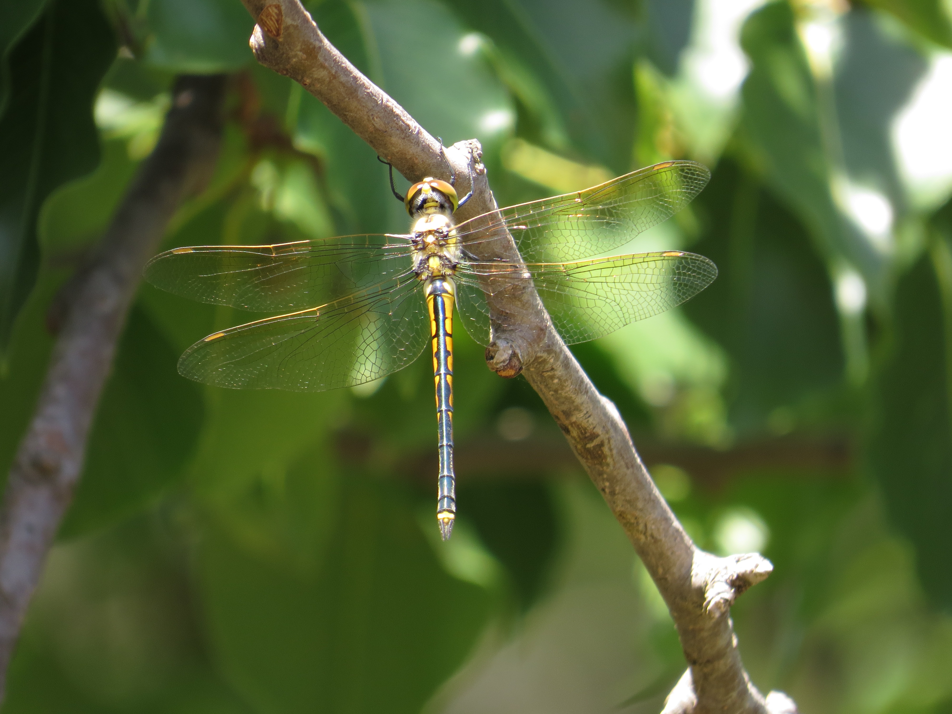 Hemicordulia tau (15907938856)