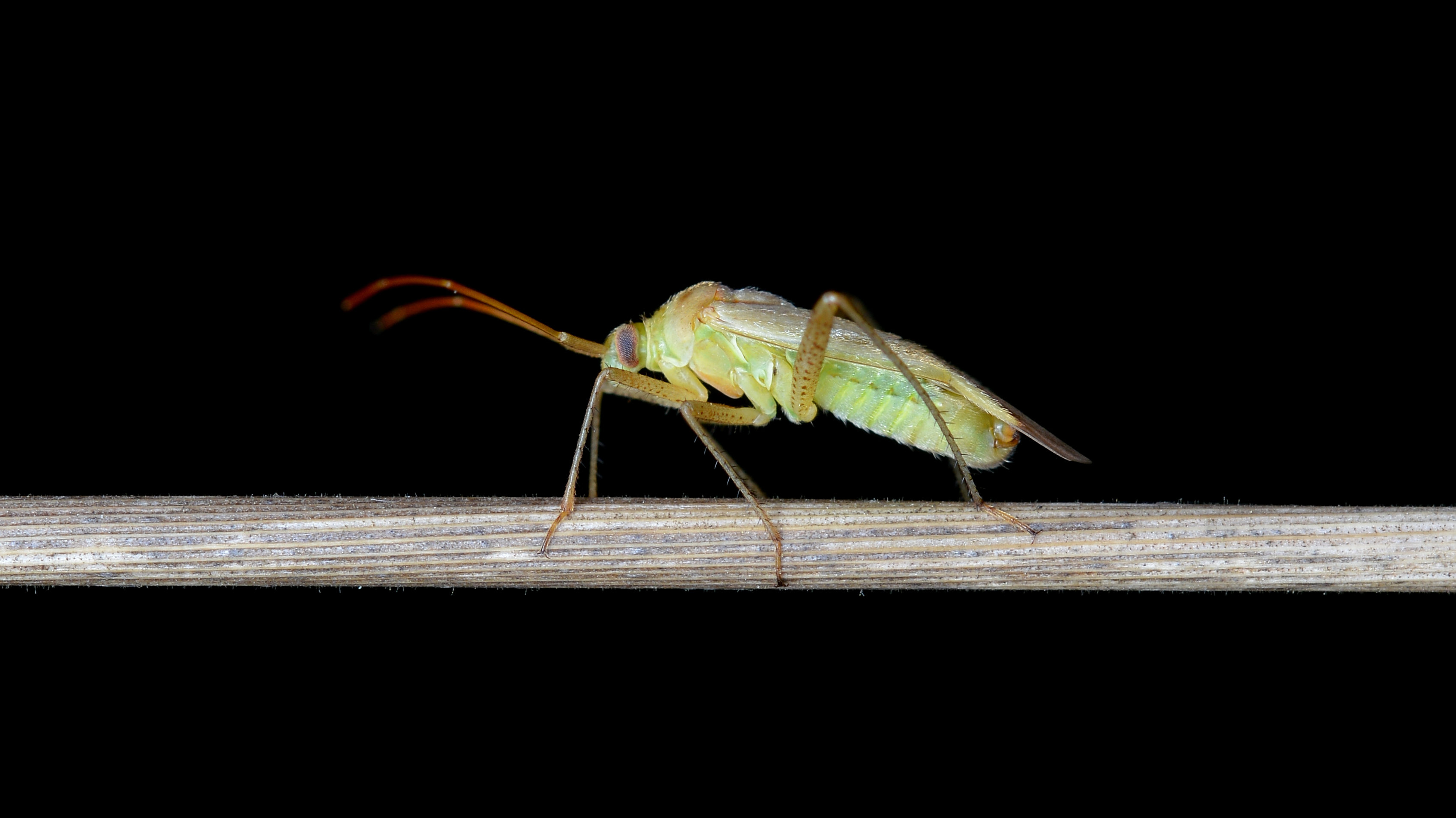 Hemipteran - Guelph, Ontario 12