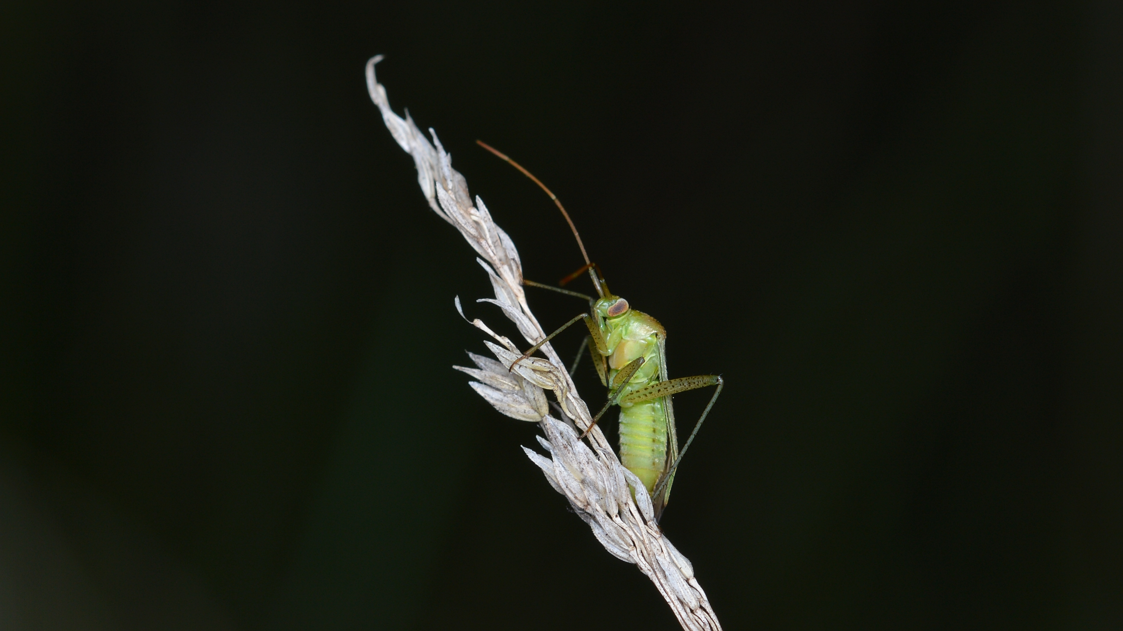 Hemipteran - Guelph, Ontario 13