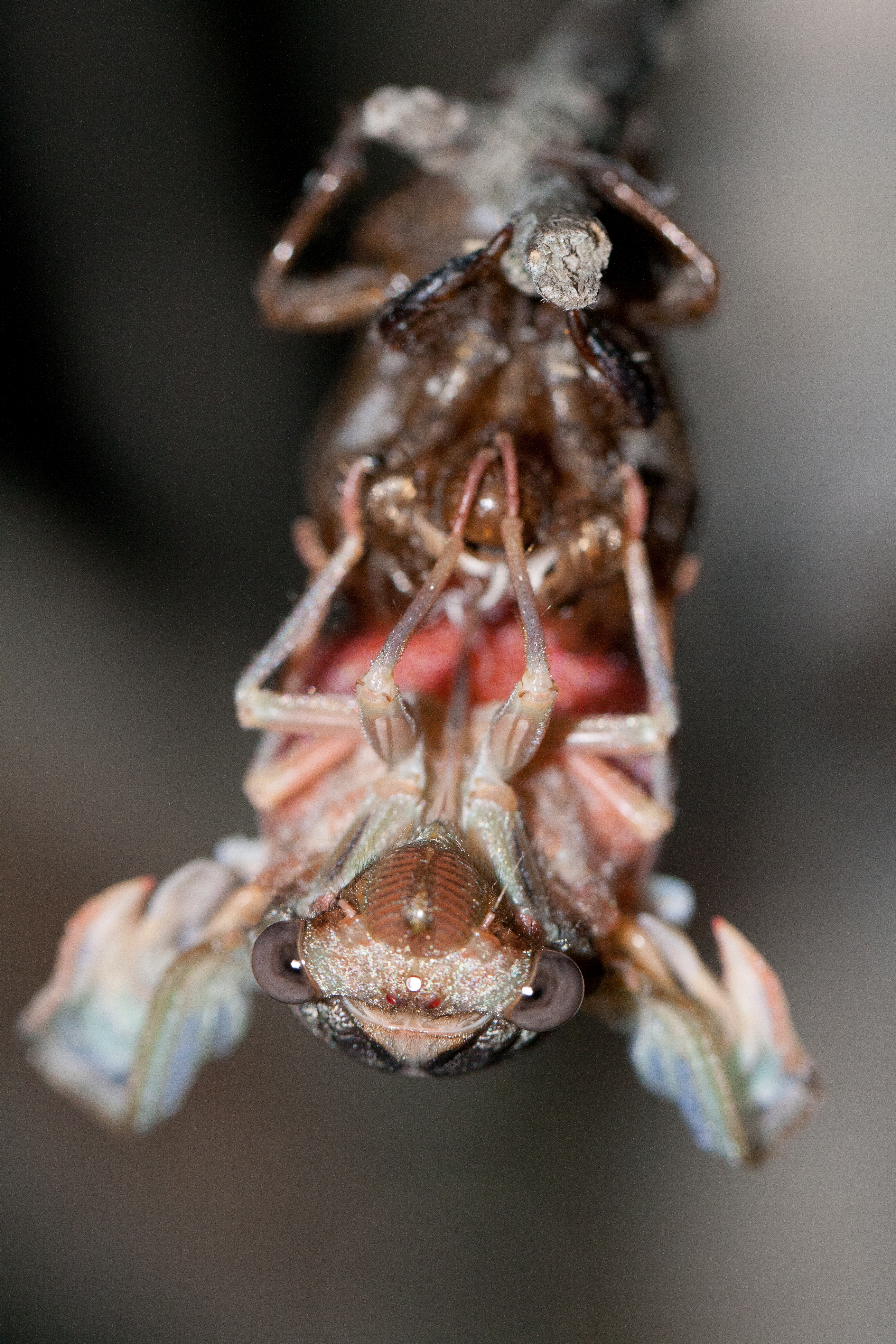 Henicopsaltria Eydouxii 10