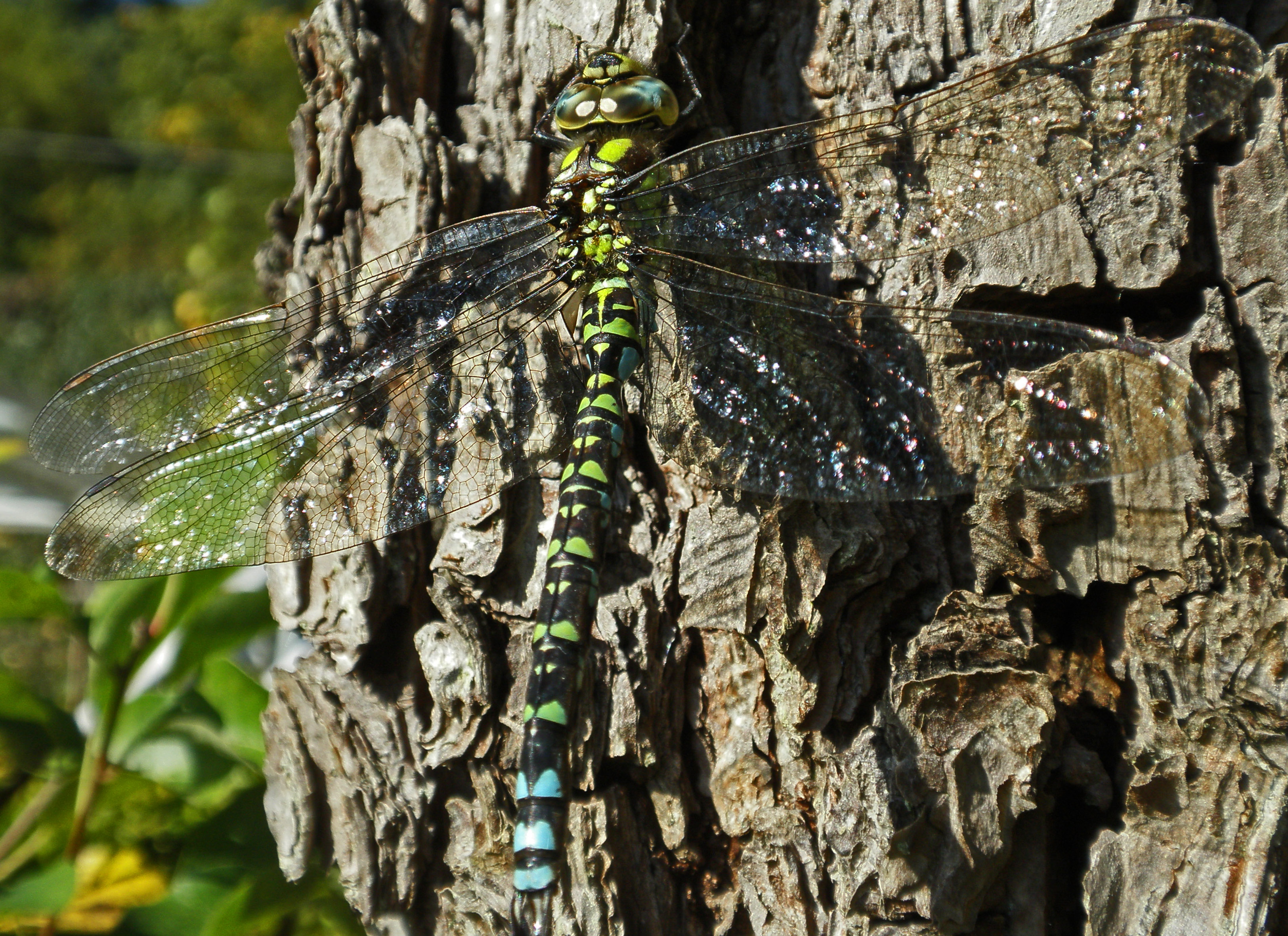 Hergest Croft Gardens (22197393676)