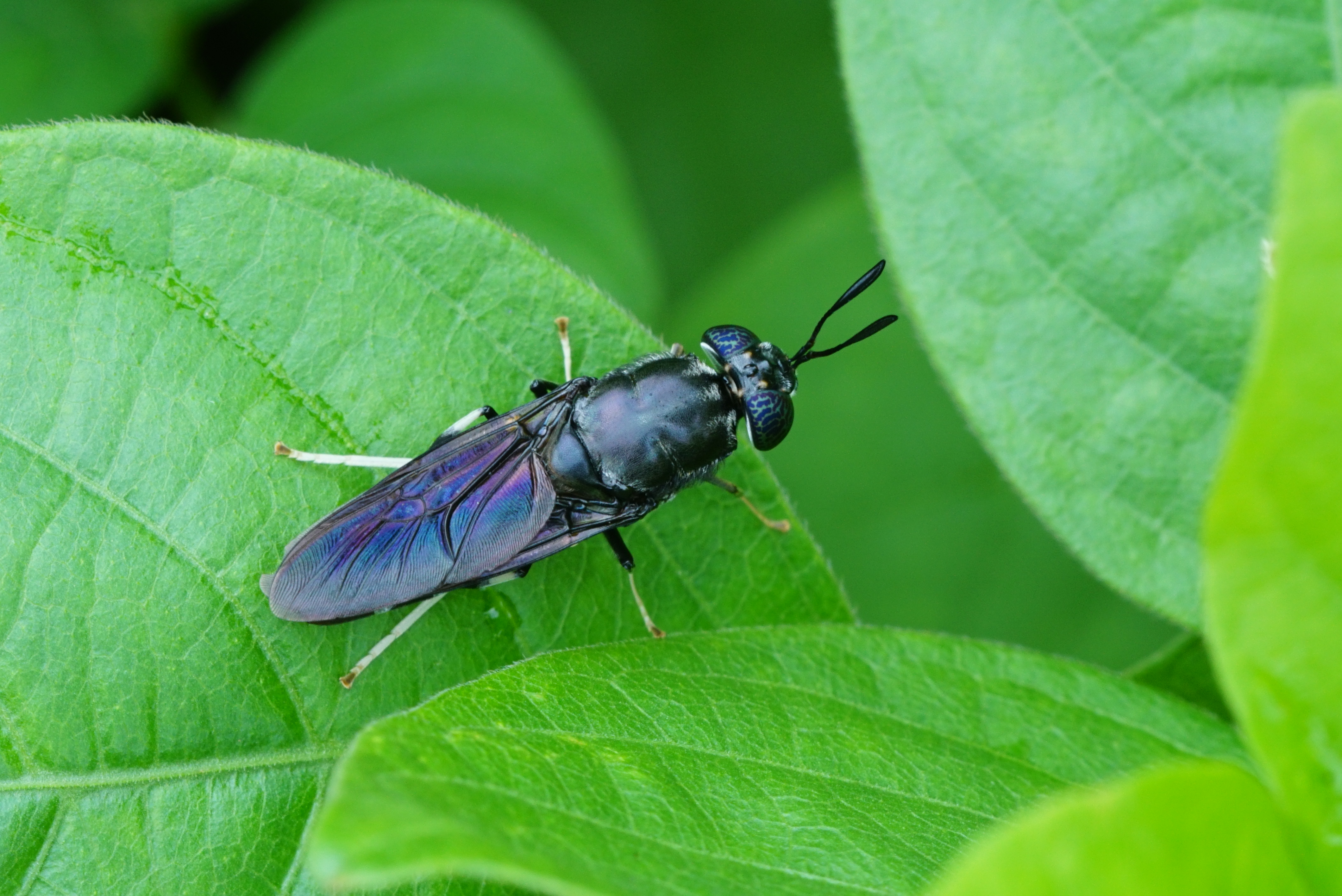 Hermetia illucens 05259
