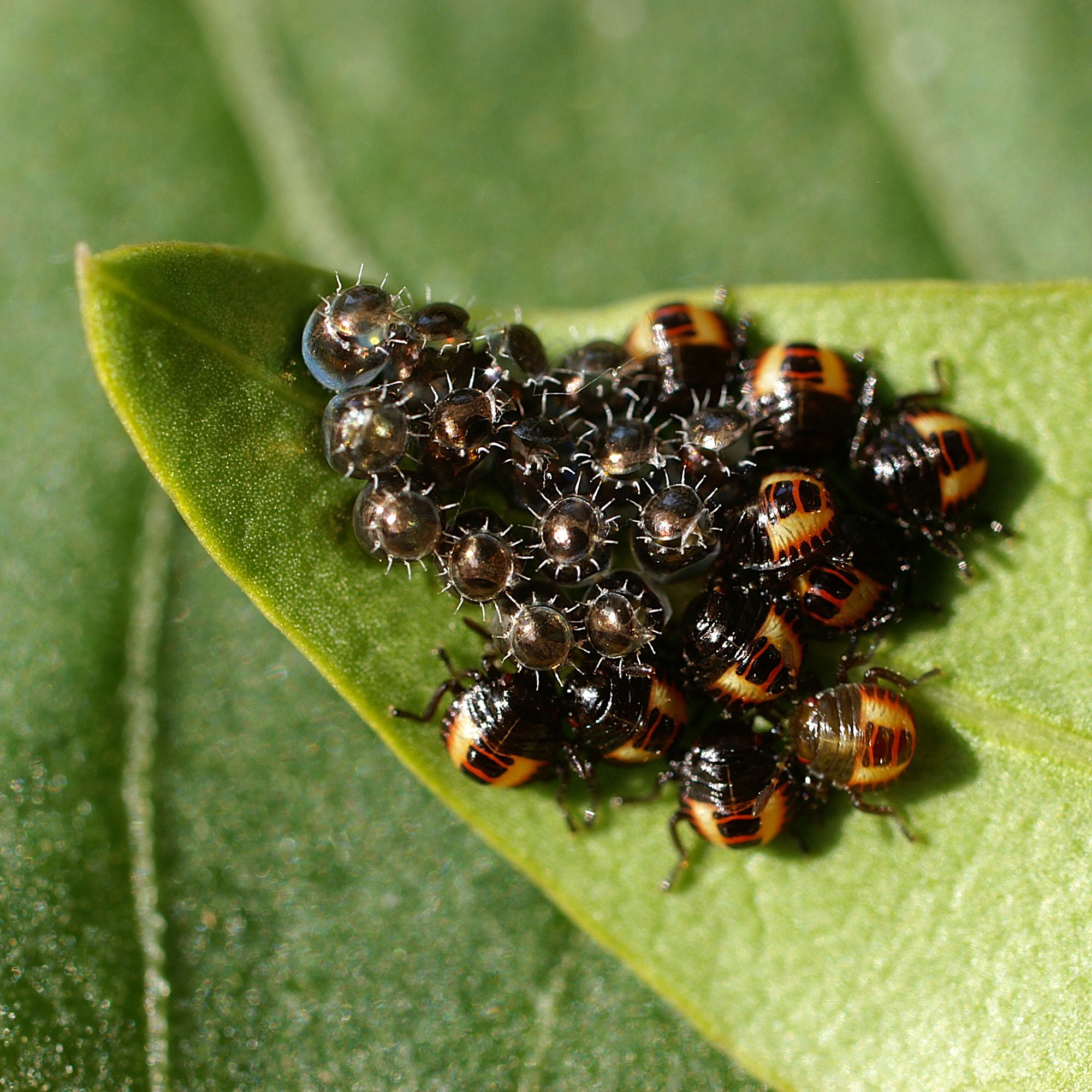 Heteroptera nymphs eggs