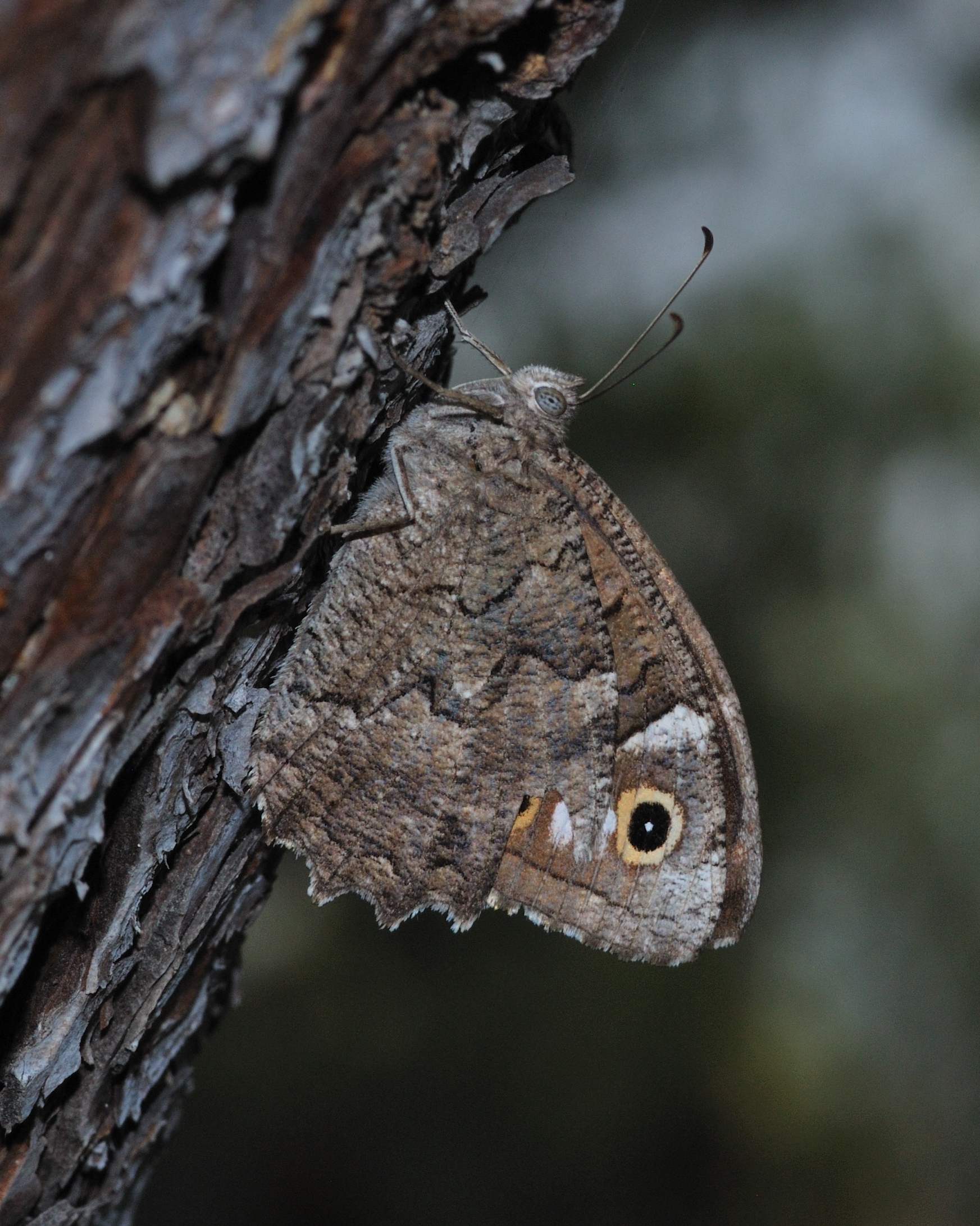 Hipparchia fatua sichaea female 1