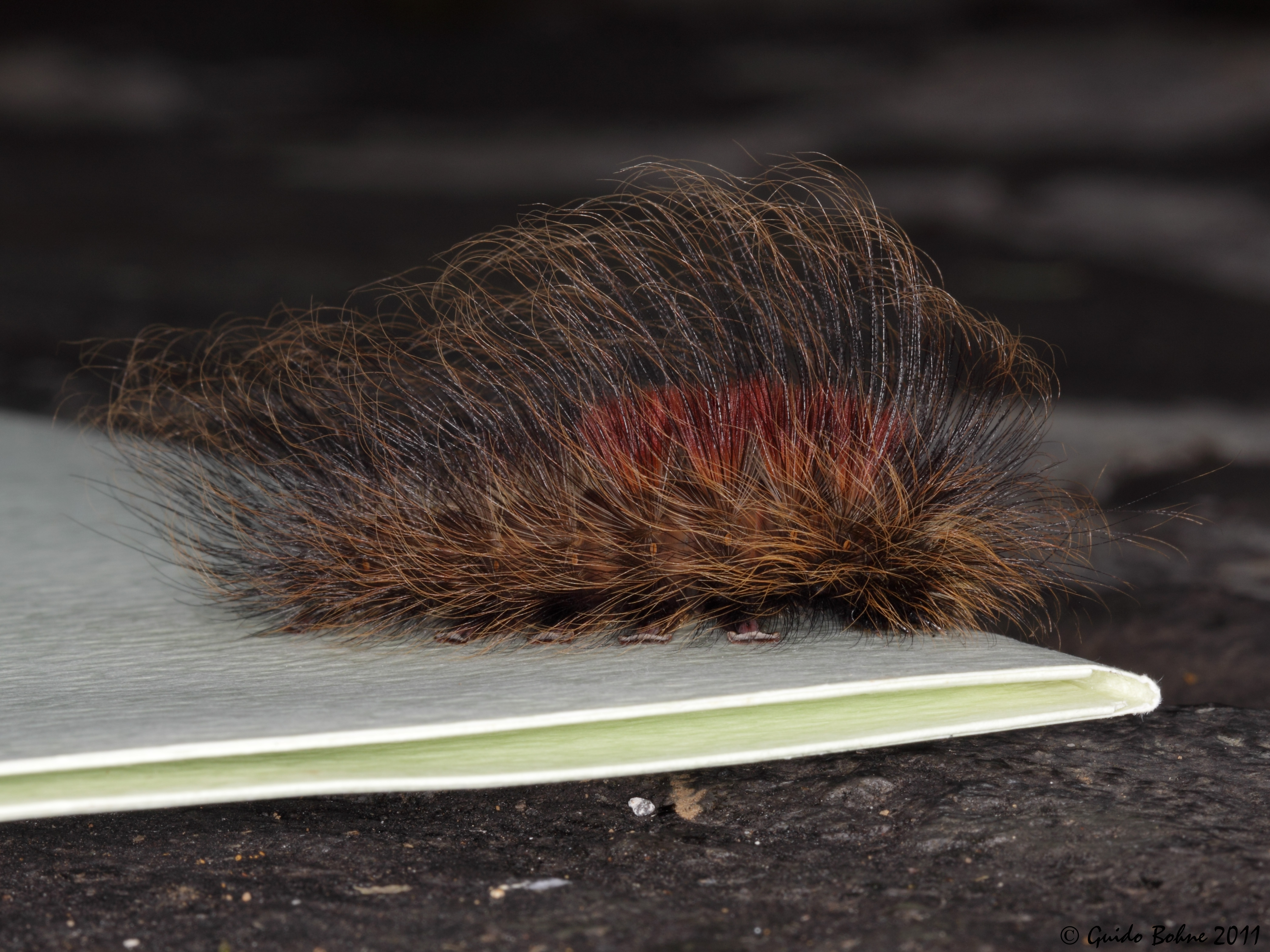 Hirsute caterpiller of a Javan moth (5796476182)