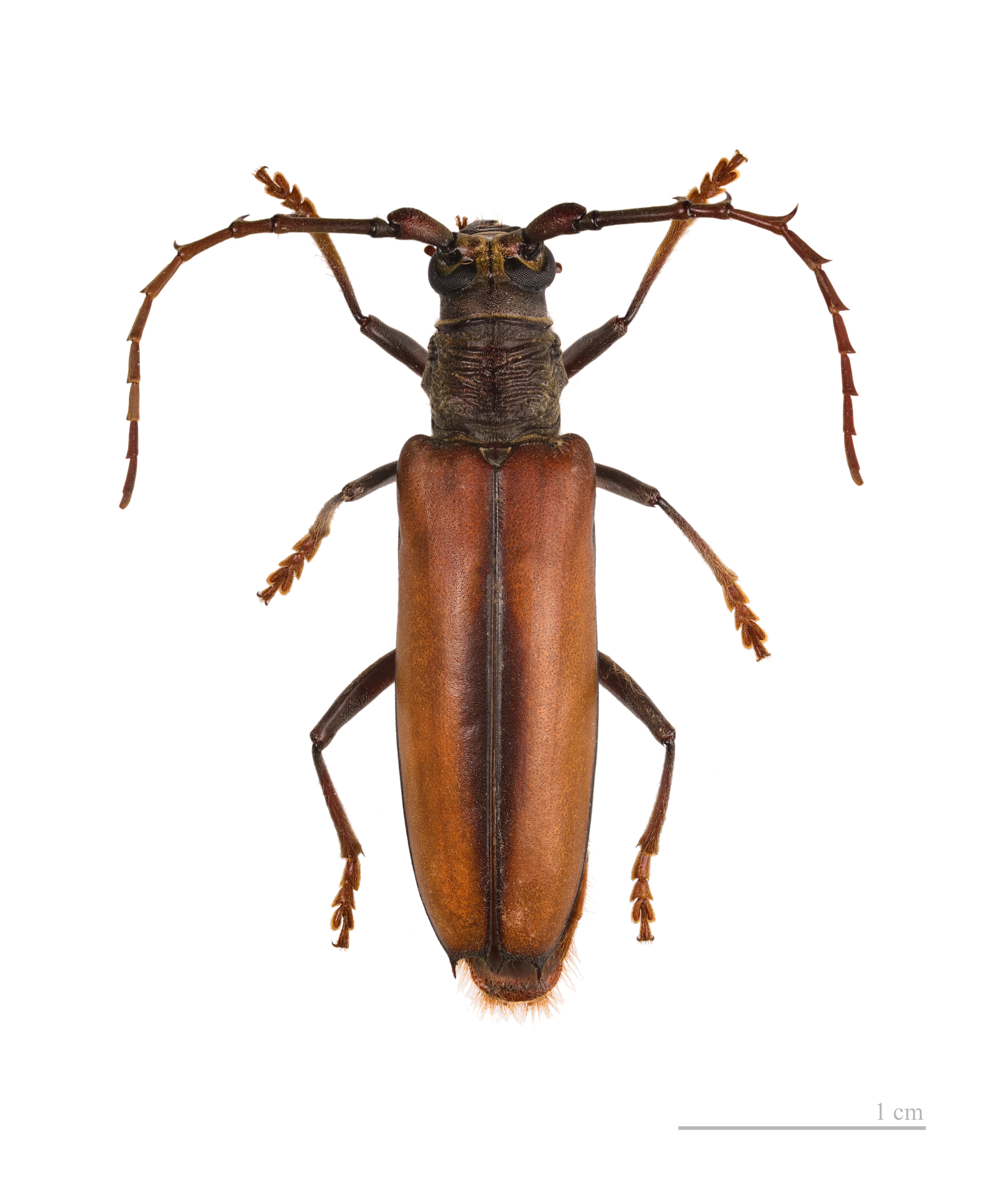Hirtobrasilianus villiersi MHNT