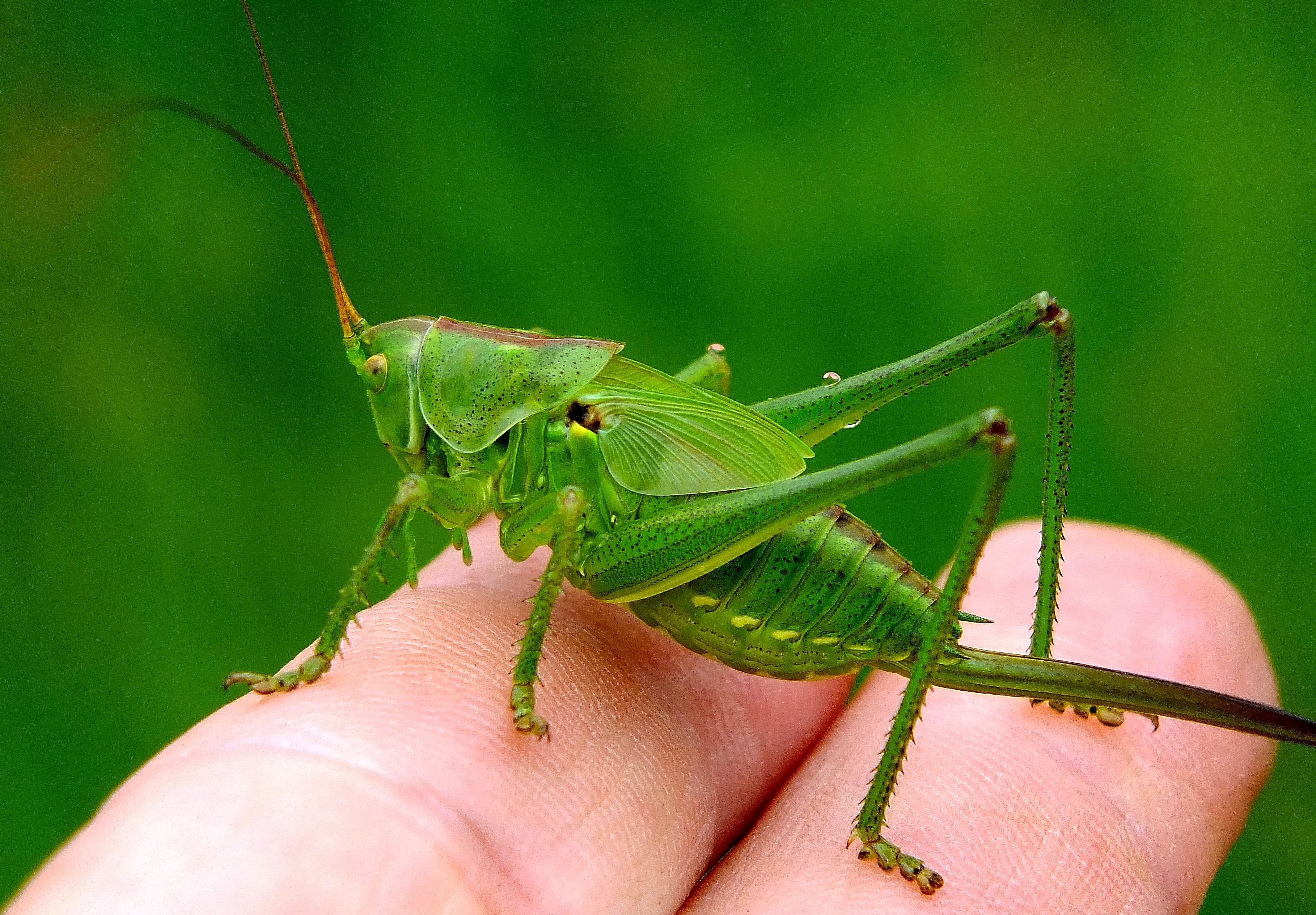 Holding a grasshopper