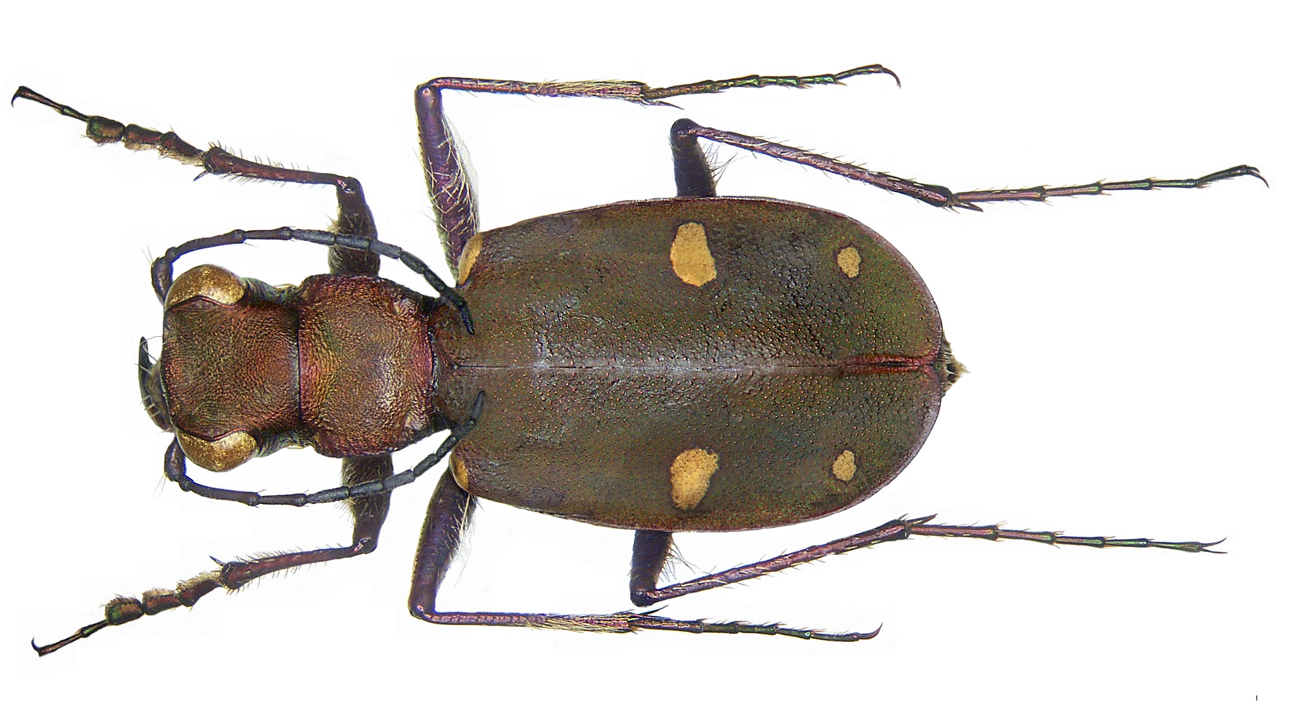 Homodela ismenia ismenia (Gory, 1833) (3291070414)