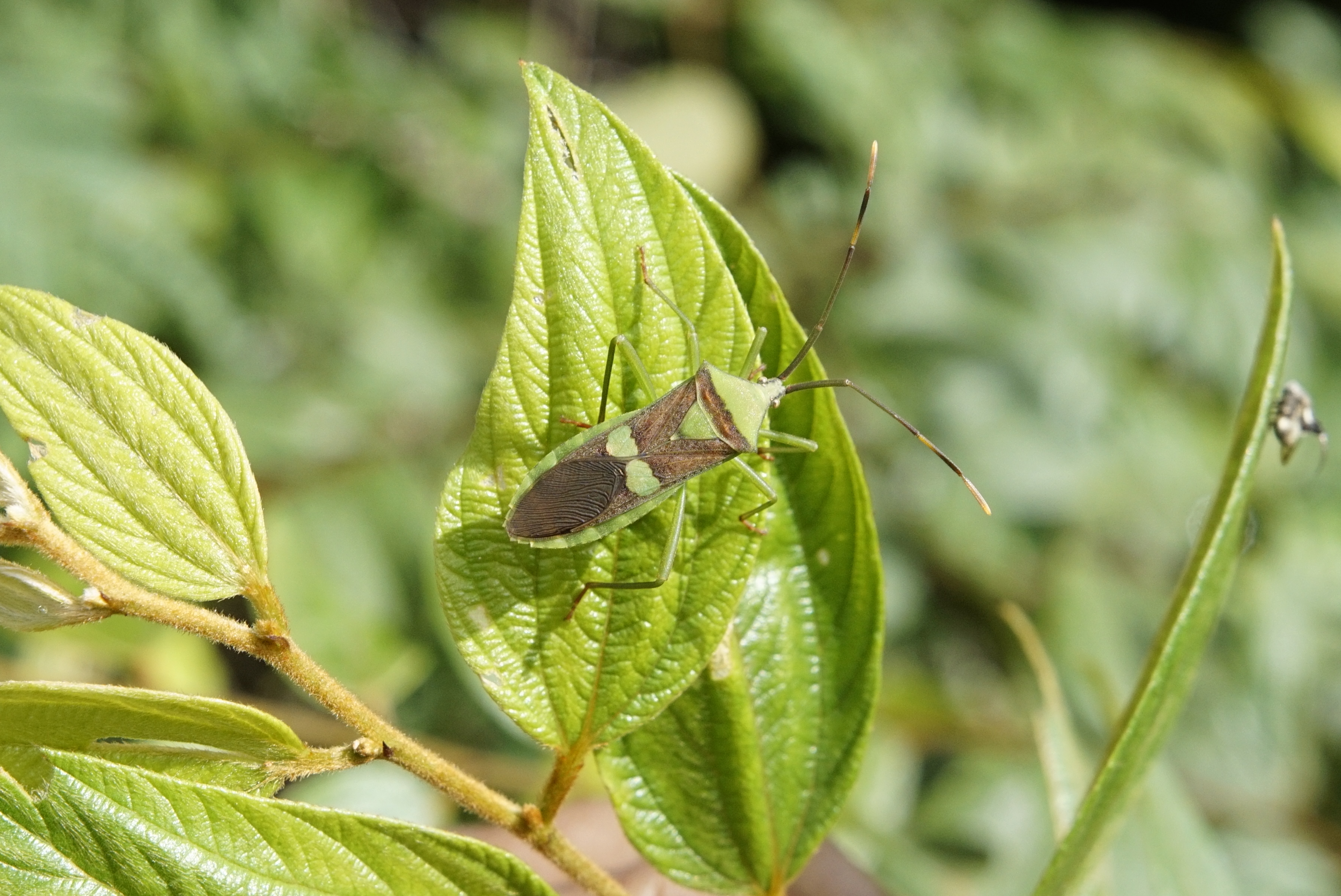 Homoeocerus sp 0936