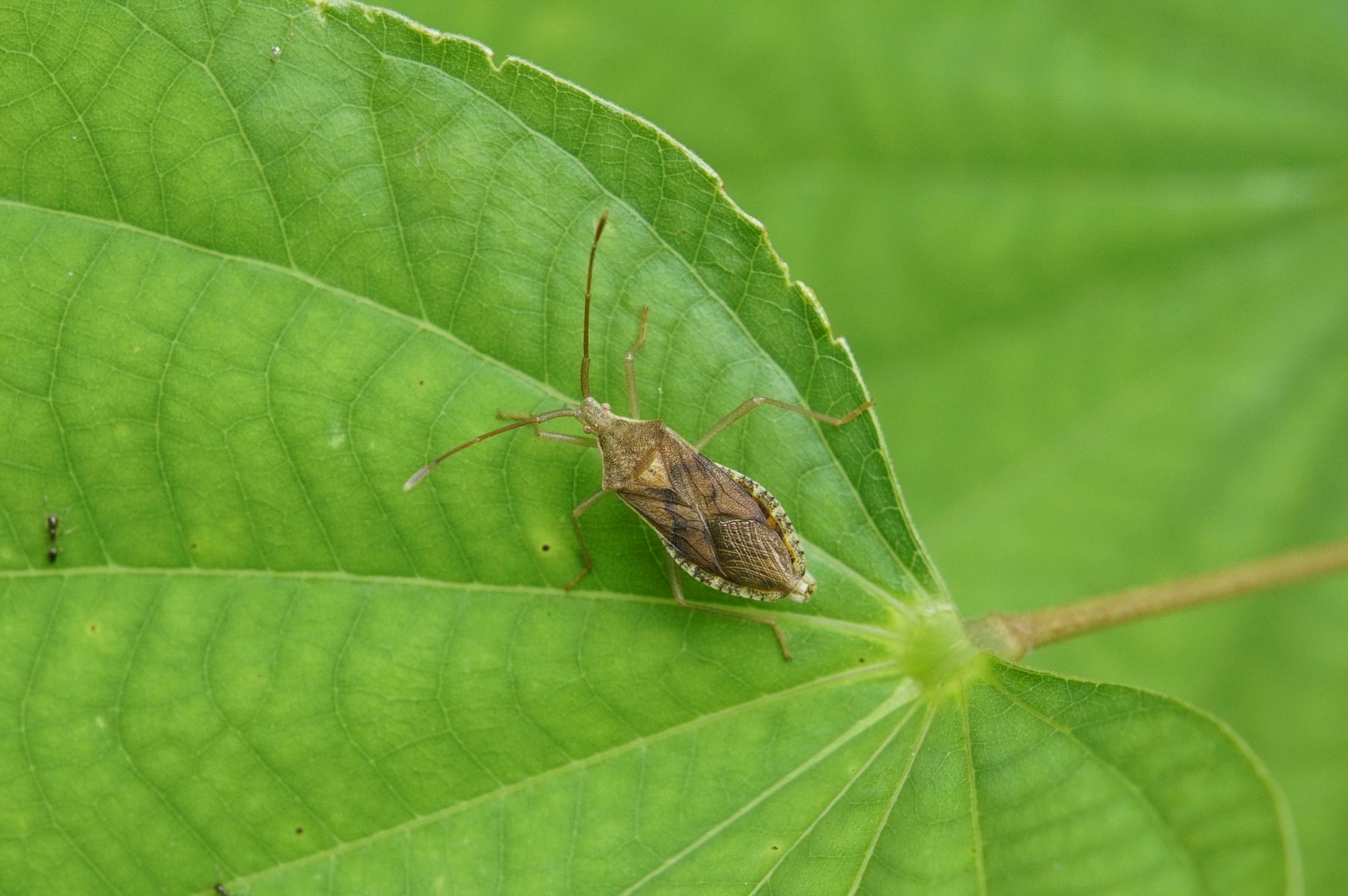 Homoeocerus sp 3756