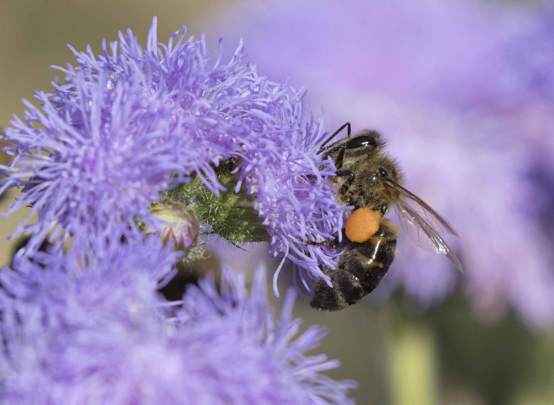 Honeybee - Balarısı 02
