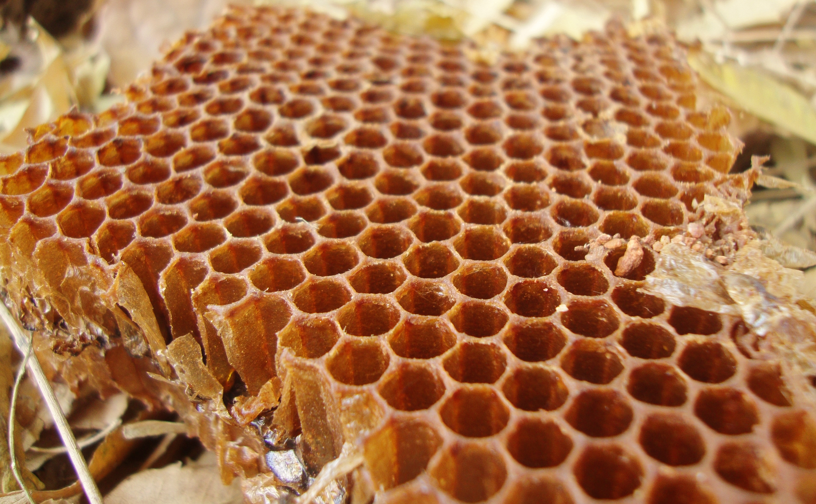 Honeycomb 15 03 2012