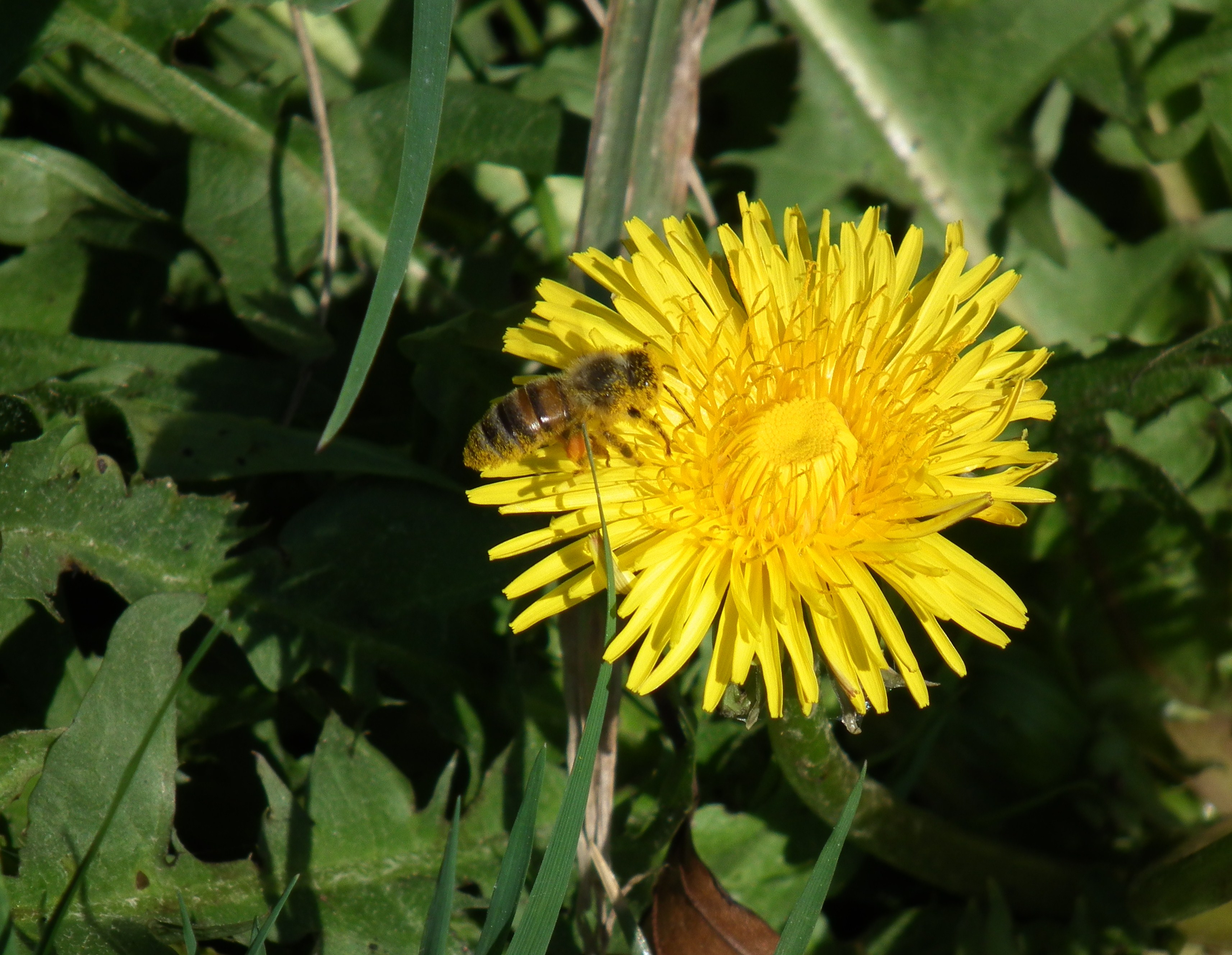 Honigbiene auf Löwenzahnblüte