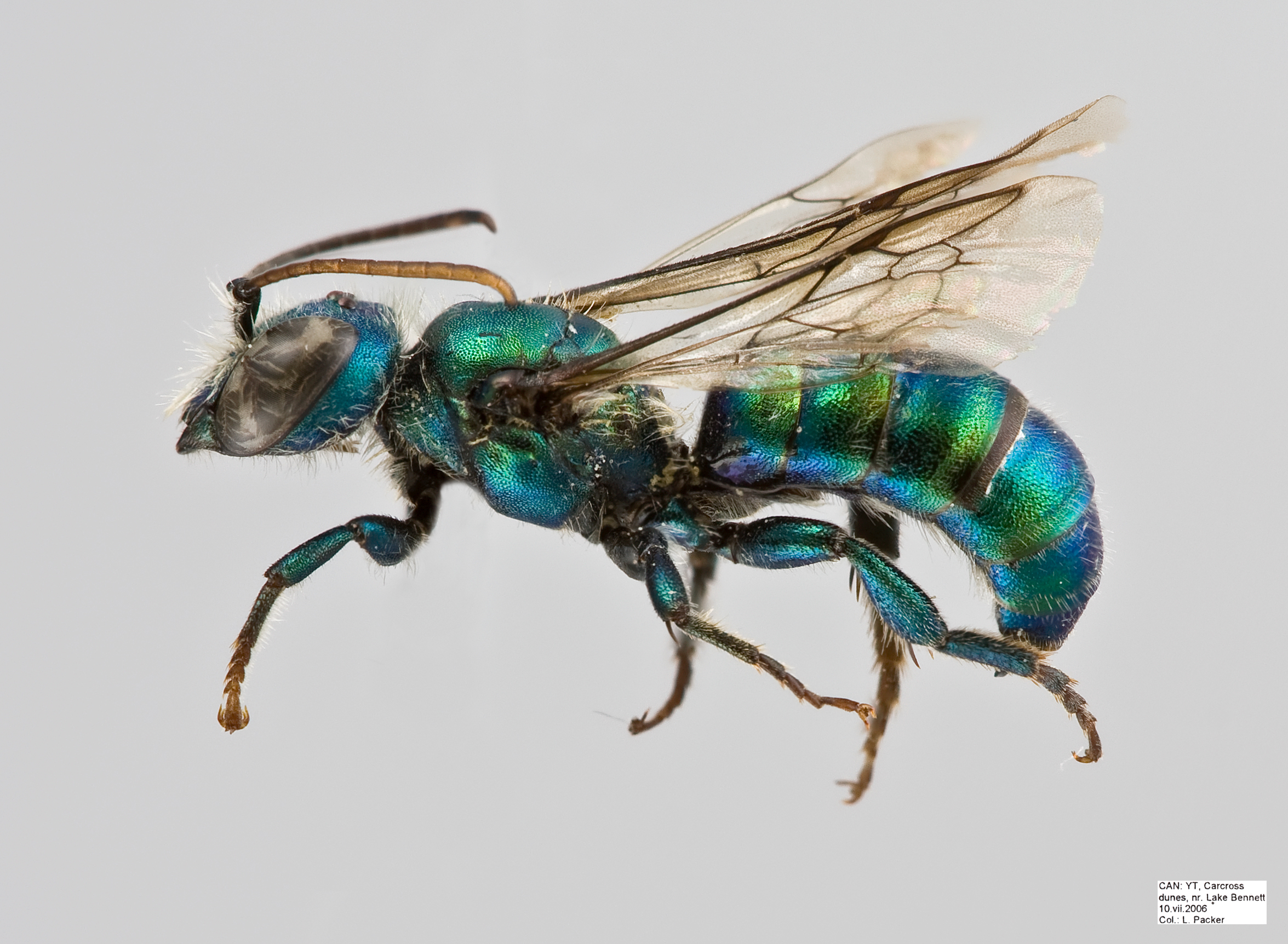 Hoplitis fulgida Male