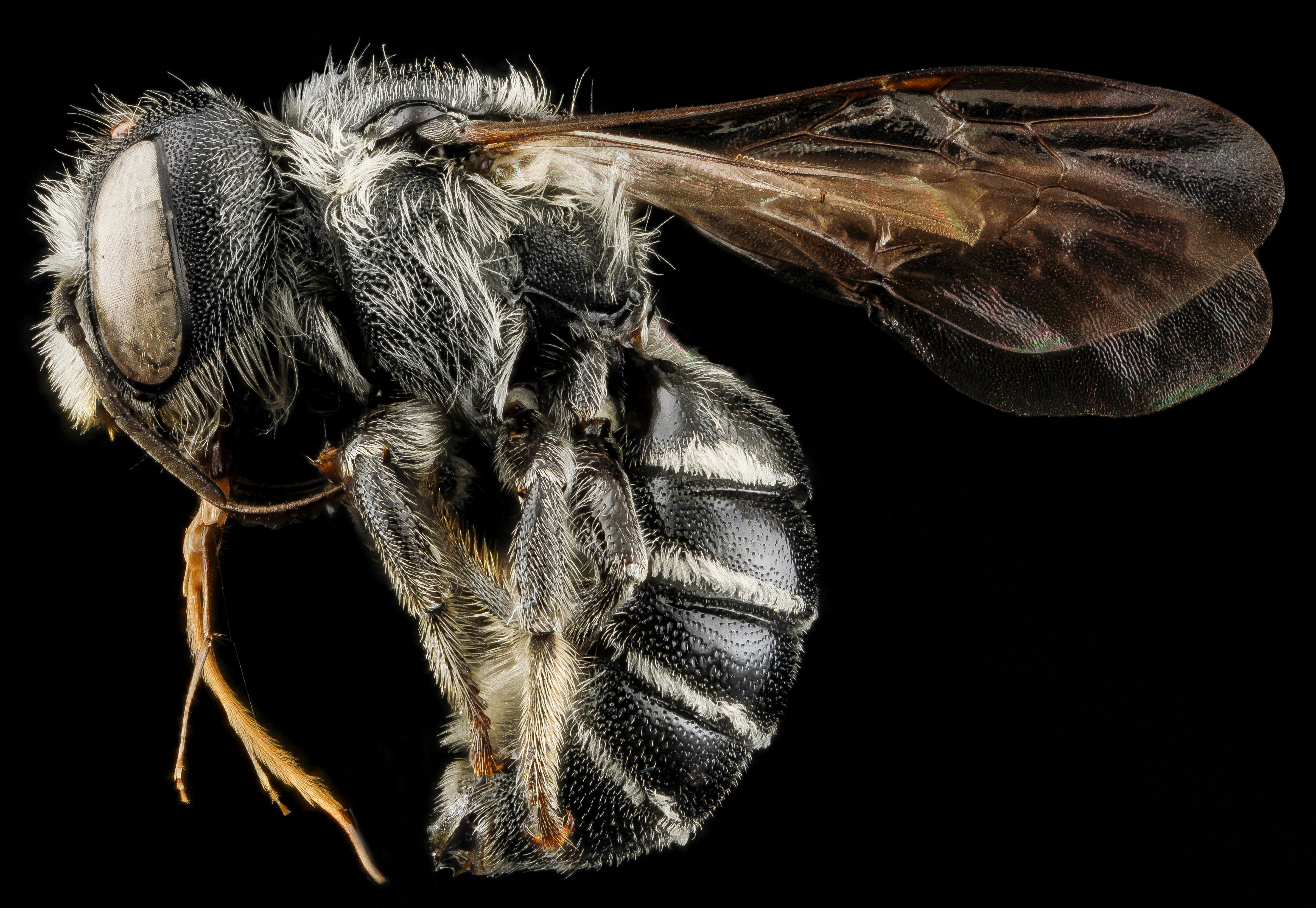 Hoplitis truncata f