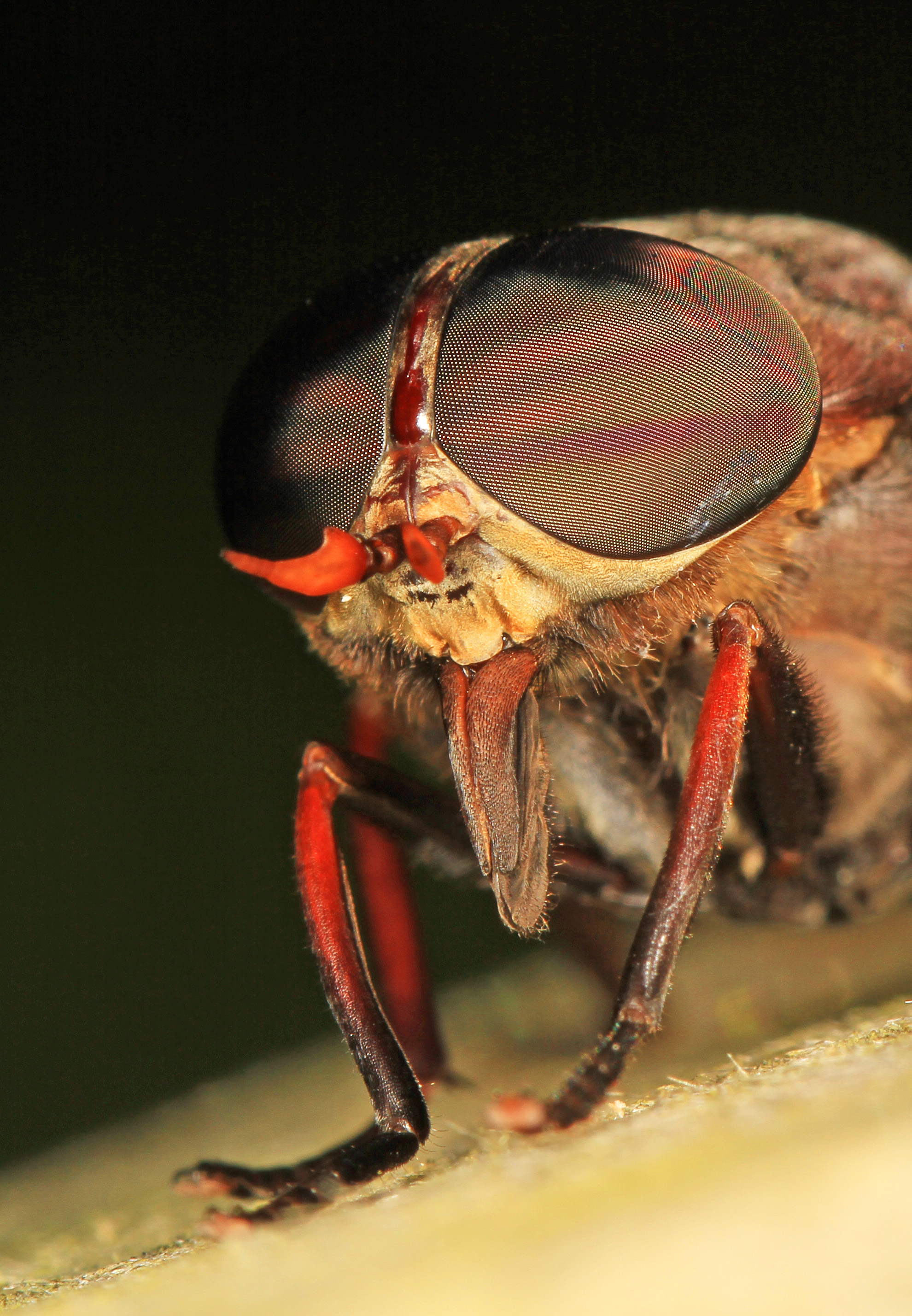 Horsefly - Tabanus americanus, Leesylvania State Park, Woodbridge, Virginia