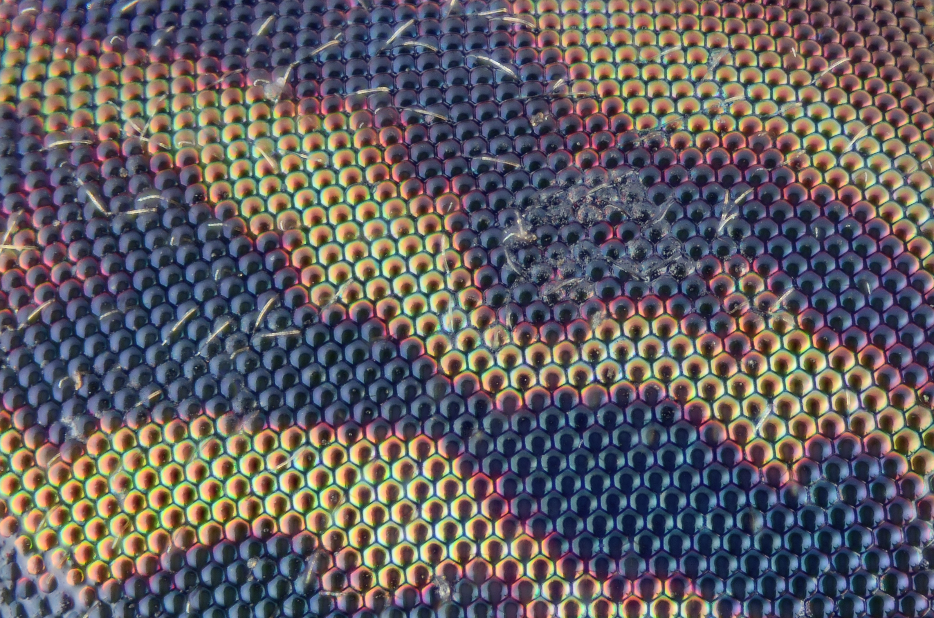 Horsefly eye detail