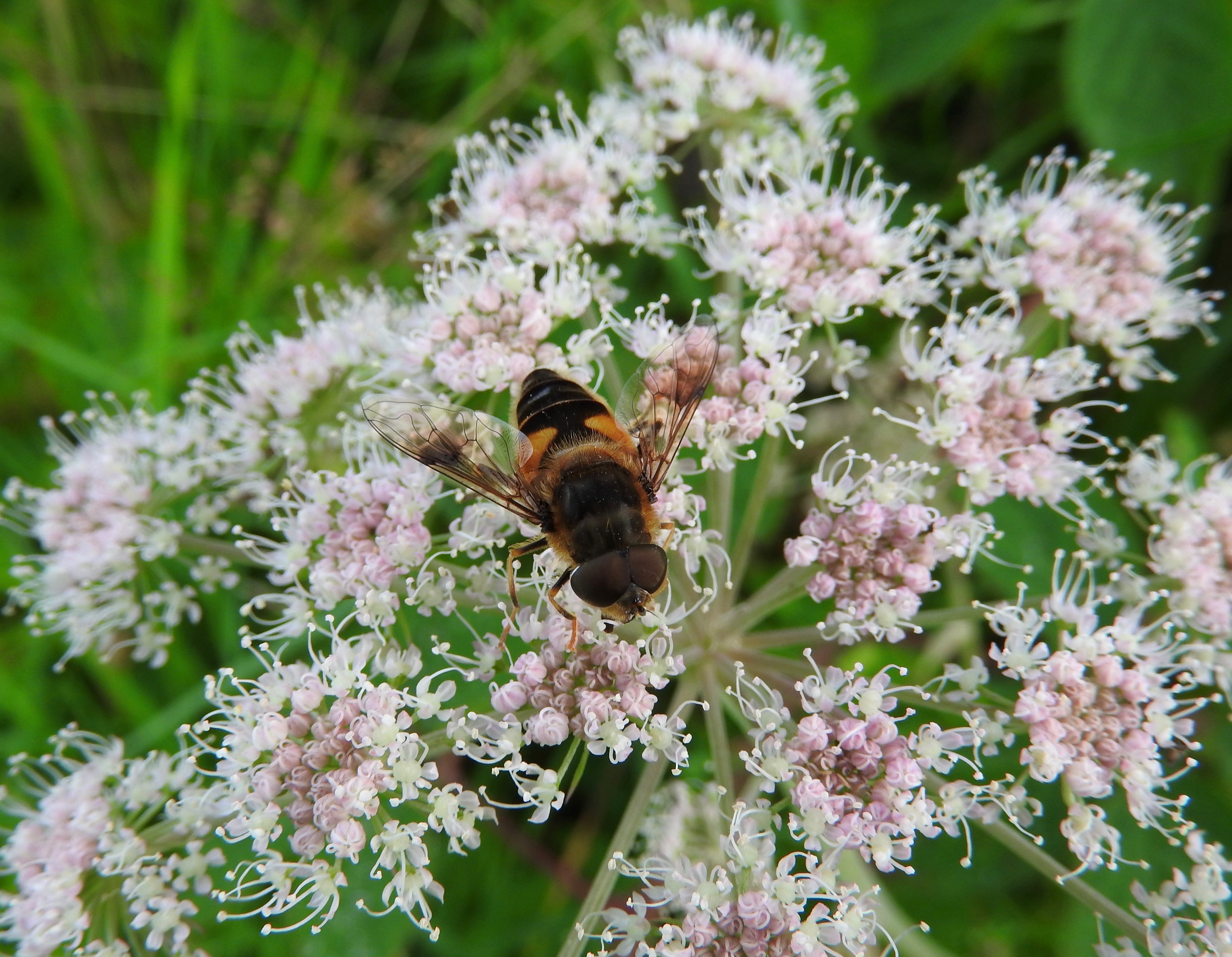 Hoverfly (27370426033)