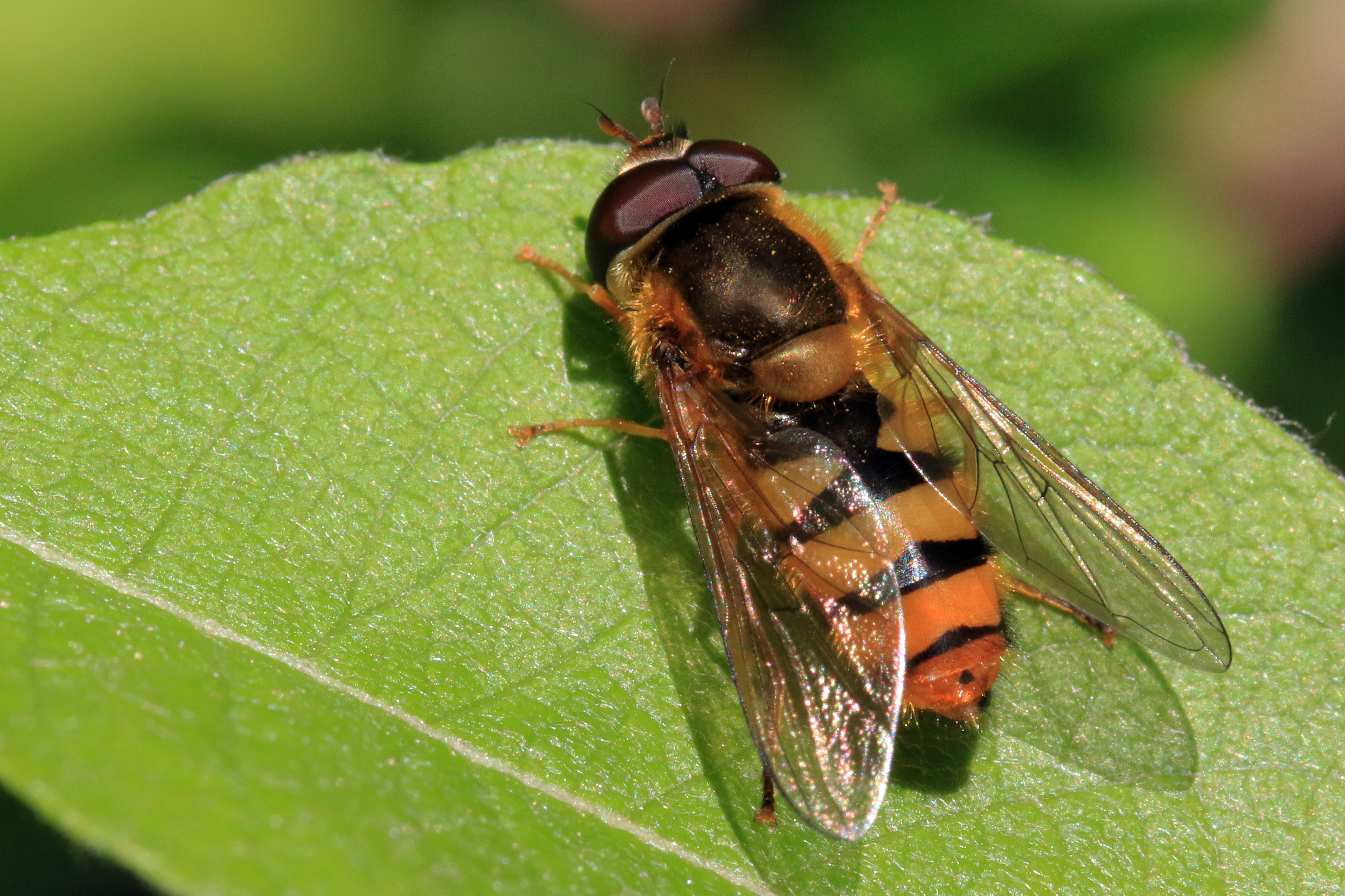 Hoverfly (Epistrophe melanostoma)