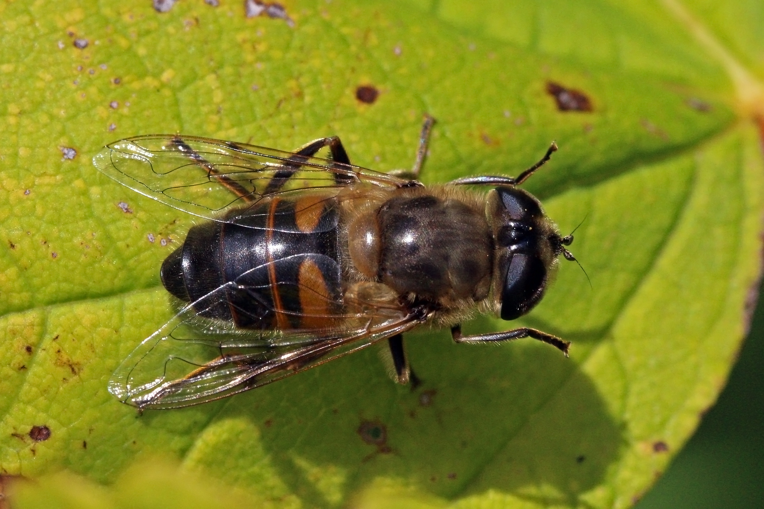 Hoverfly (Eristalis tenax) female