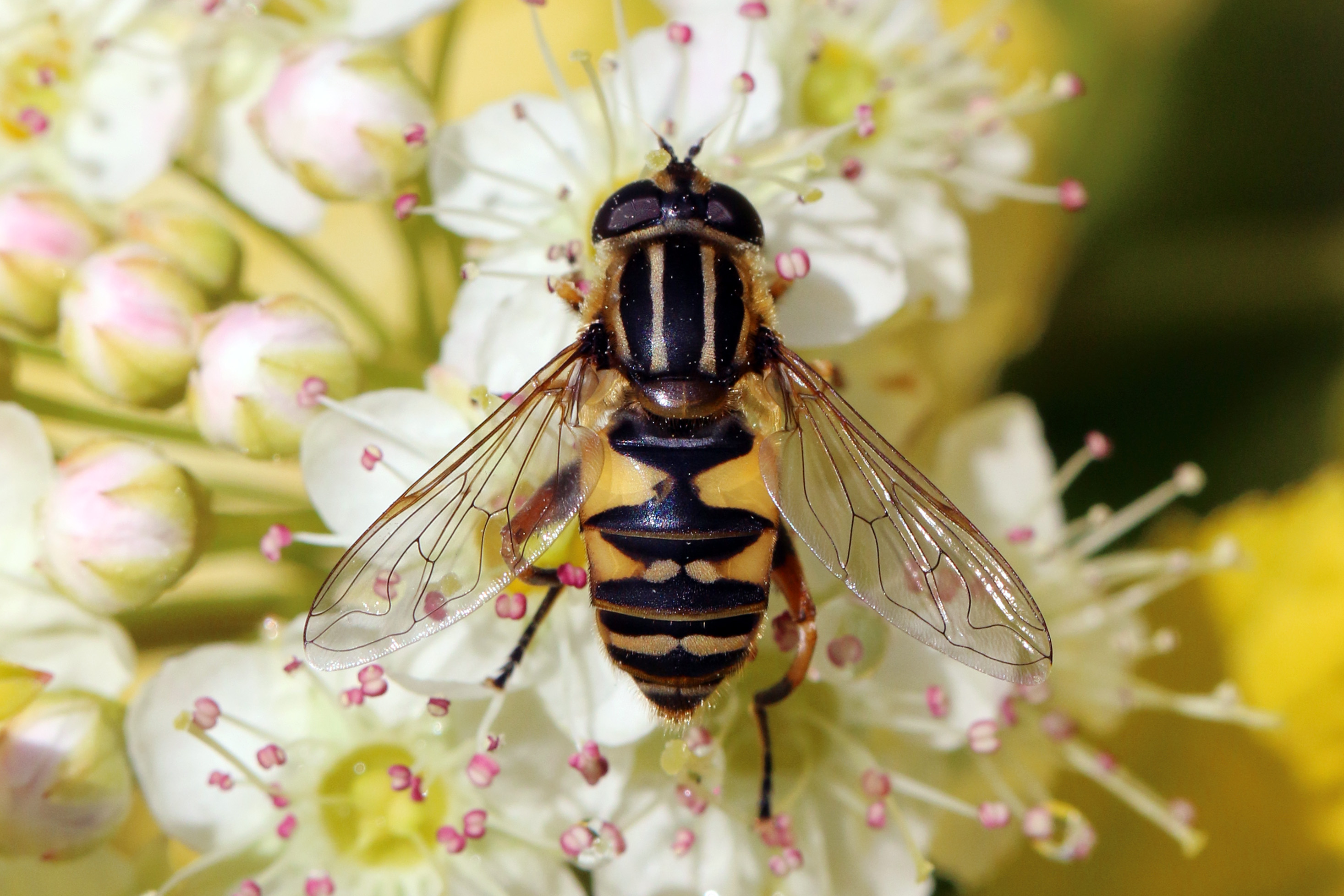Hoverfly (Helophilus pendulus) female