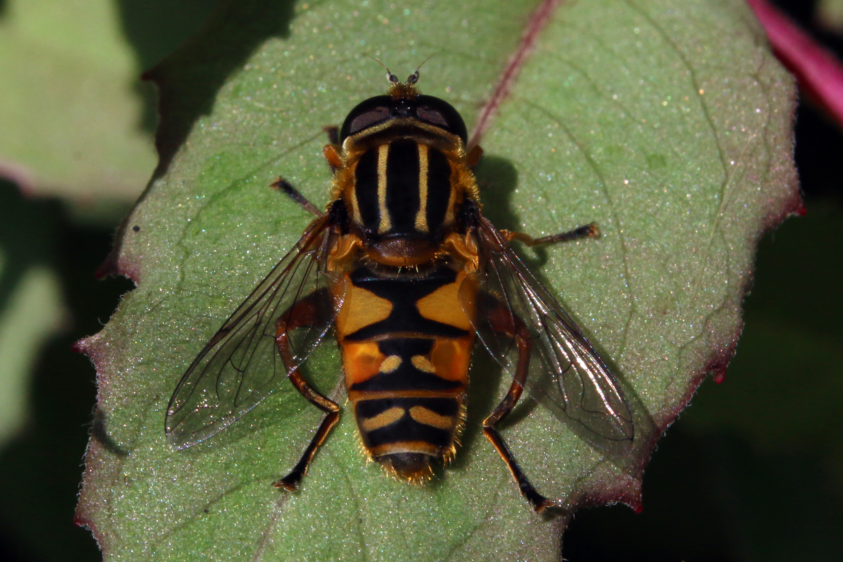 Hoverfly (Helophilus pendulus) male