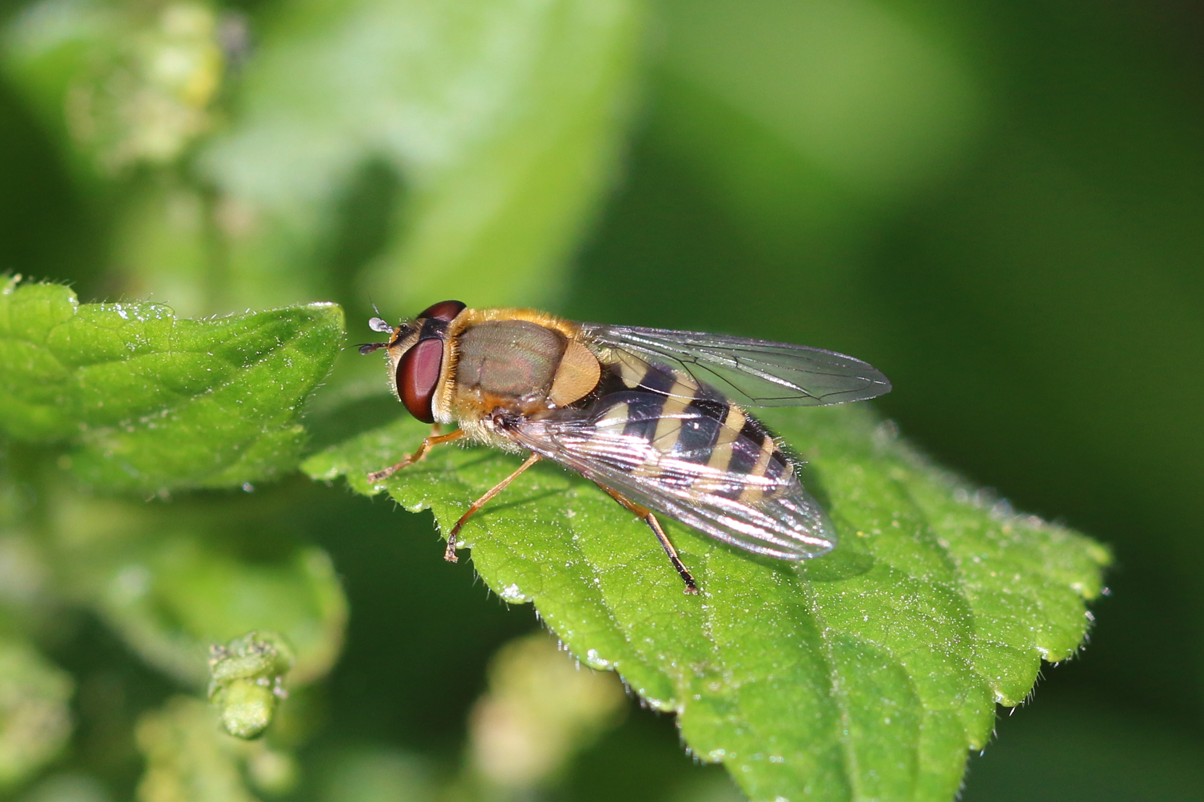 Hoverfly (Syrphus ribesii) female