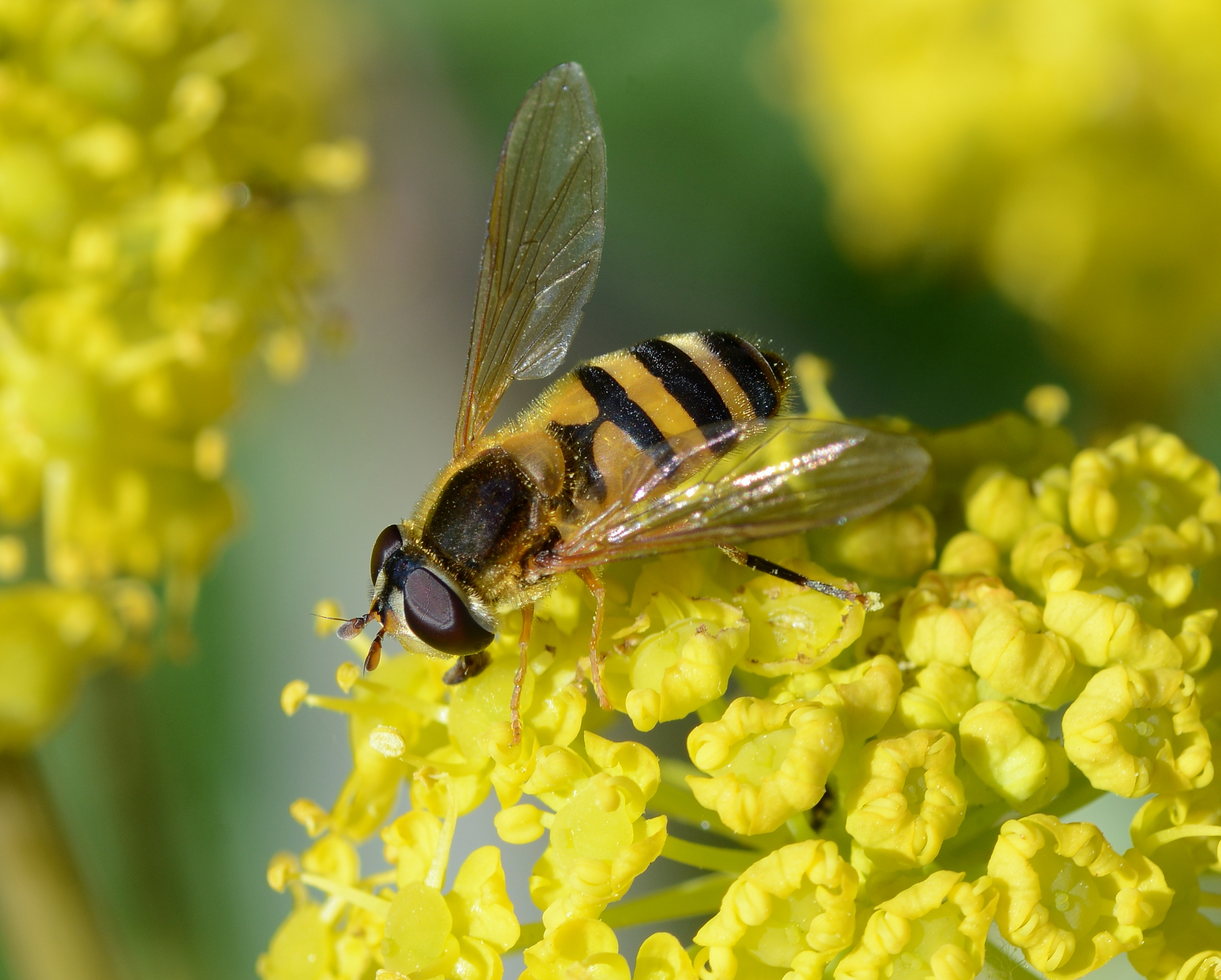 Hoverfly April 2014-2