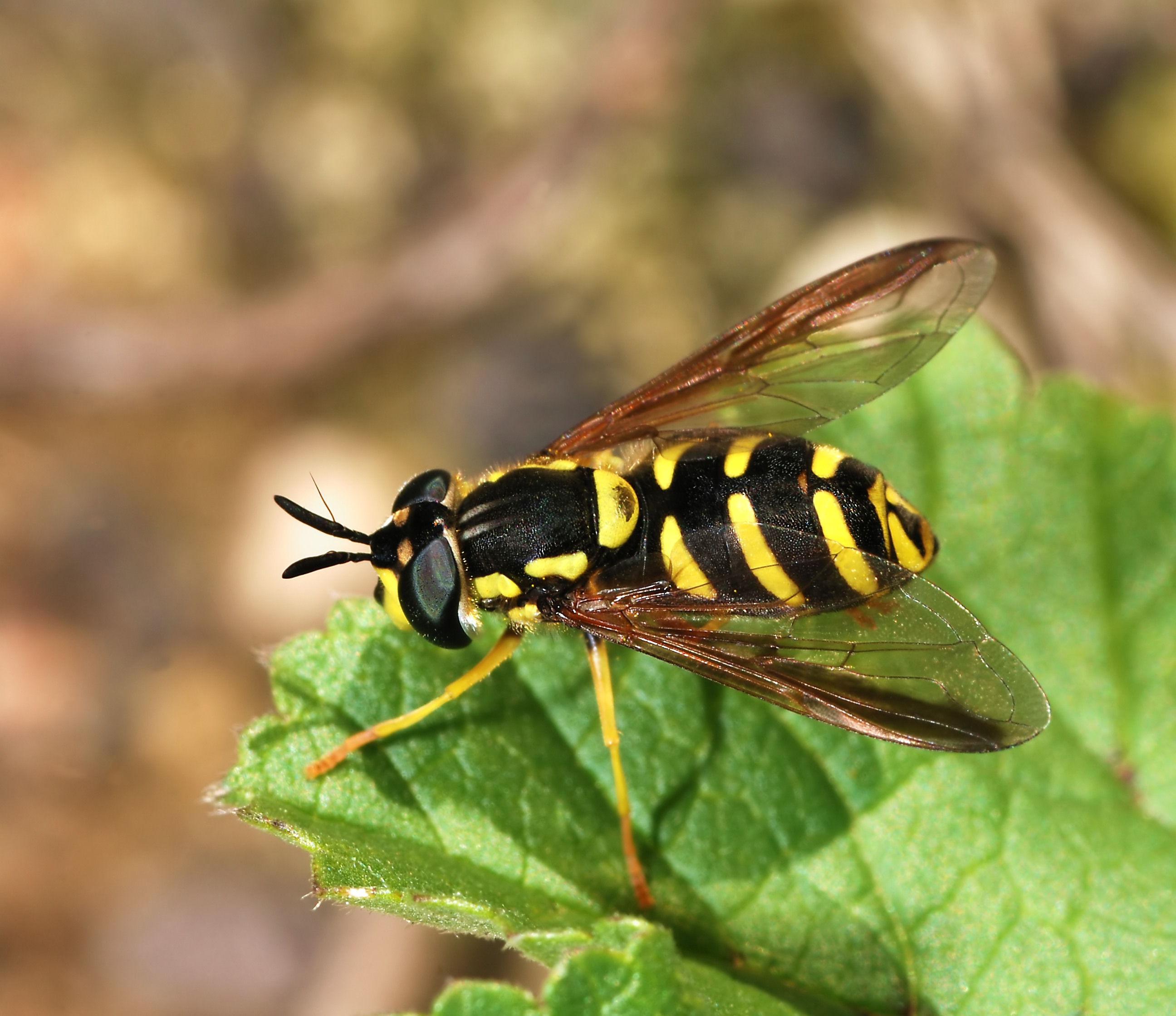 Hoverfly December 2007-5