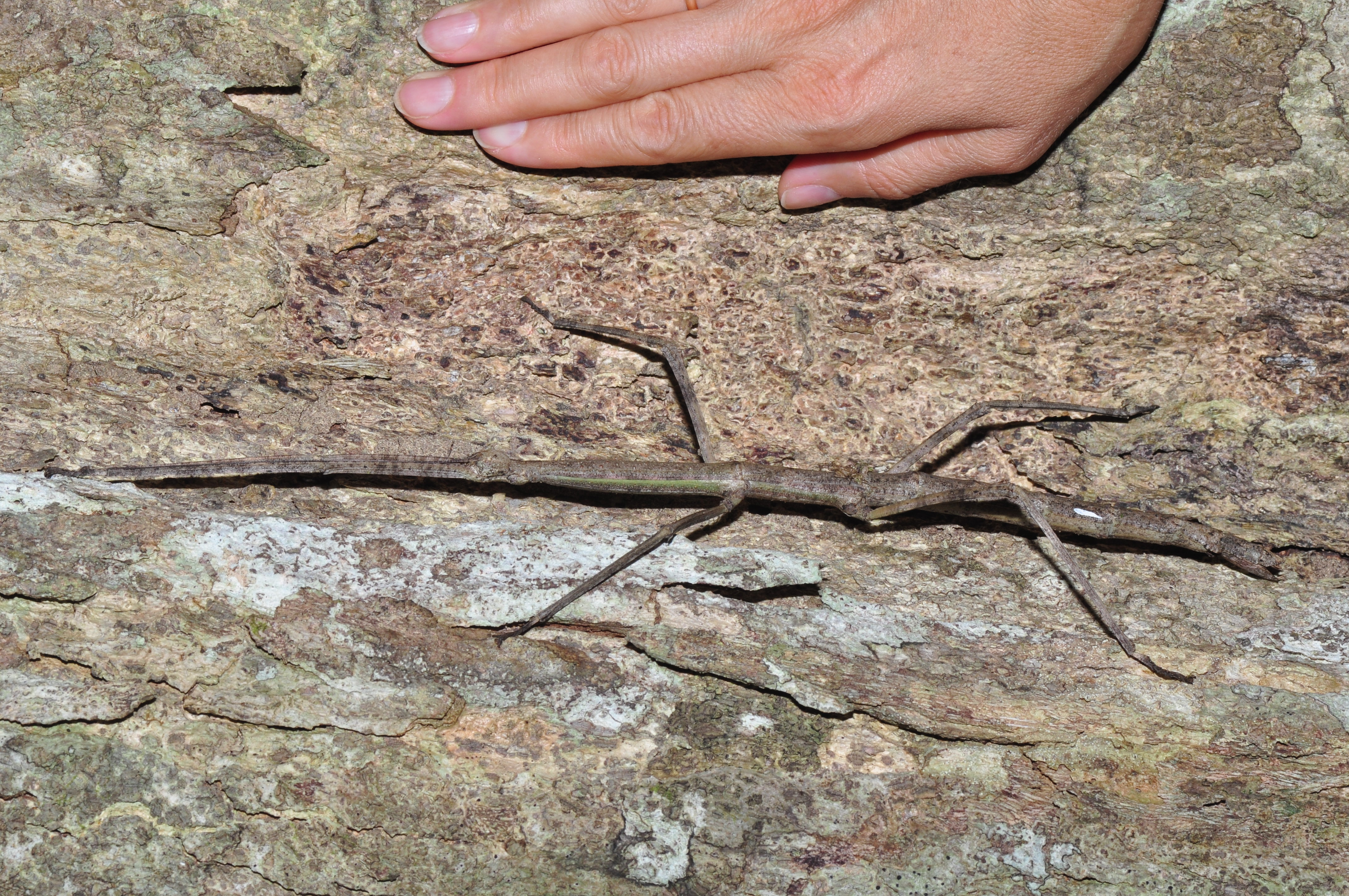 Huge stick insect from Costa-Rica (9645355513)