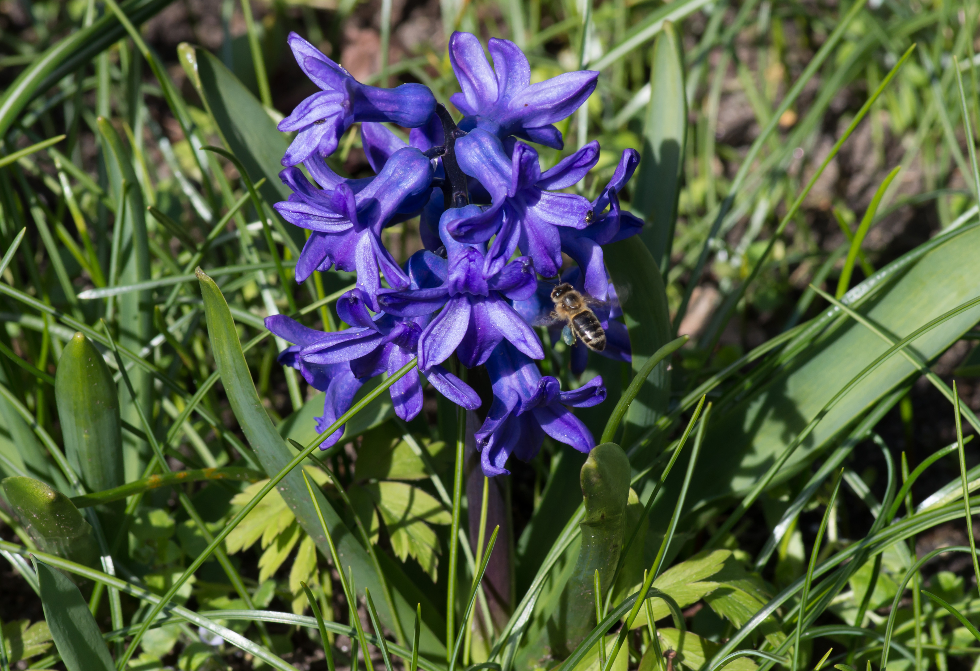 Hyacinthus orientalis et apis melifera
