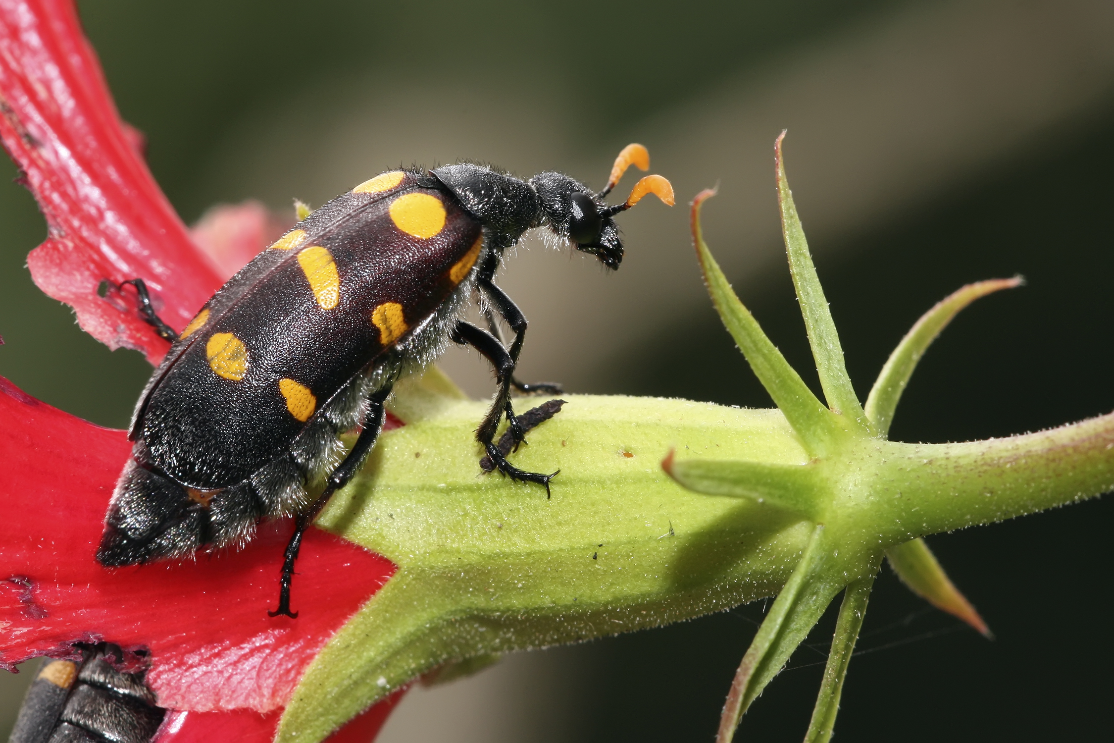 Hycleus lugens, Meloidae