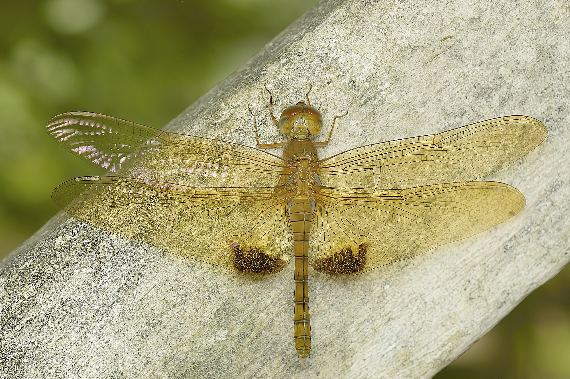 Hydrobasileus croceus by Sunny Joseph 243
