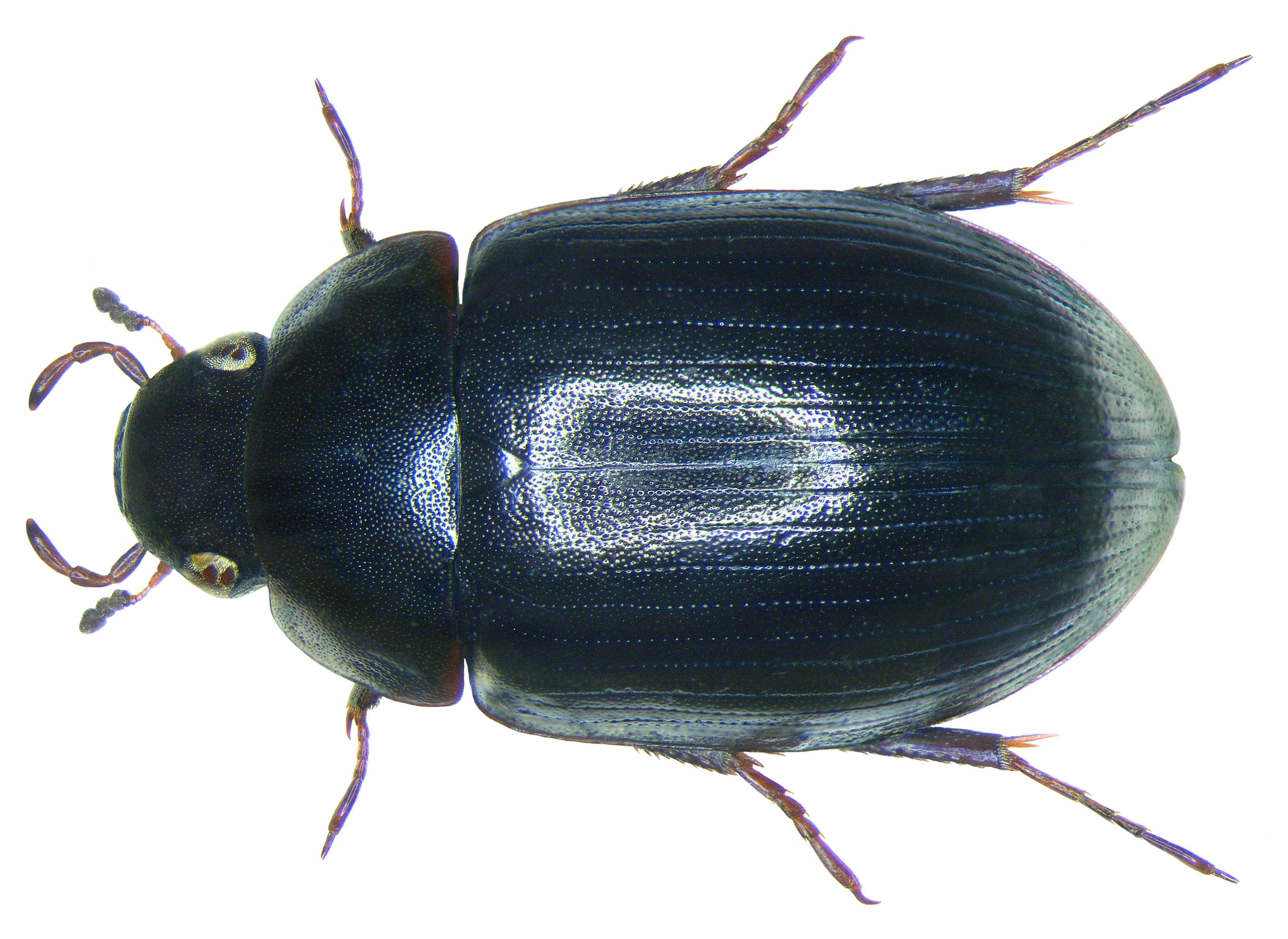 Hydrobius fuscipes