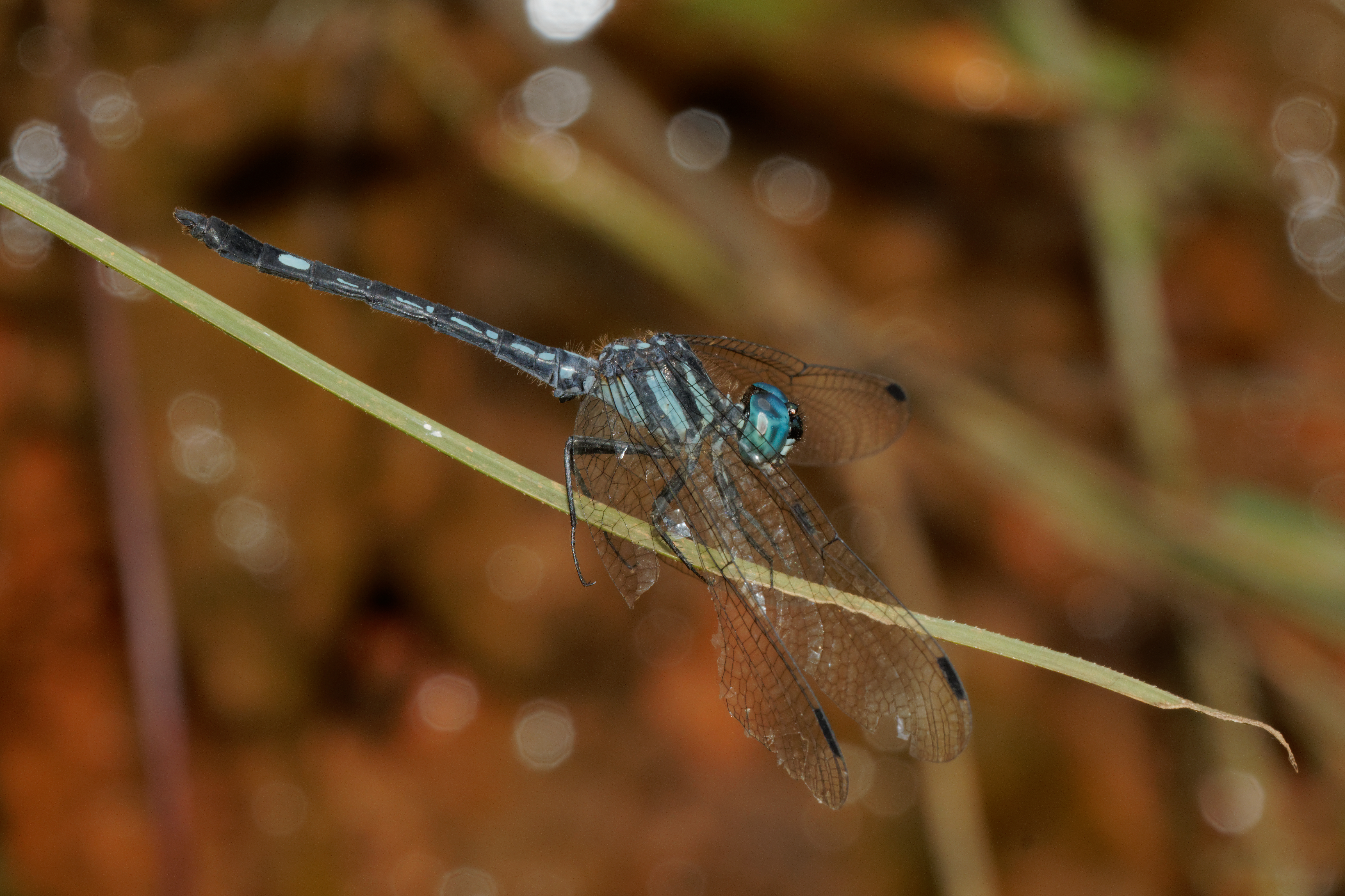 Hylaeothemis indica-Silent Valley-2016-08-14-001