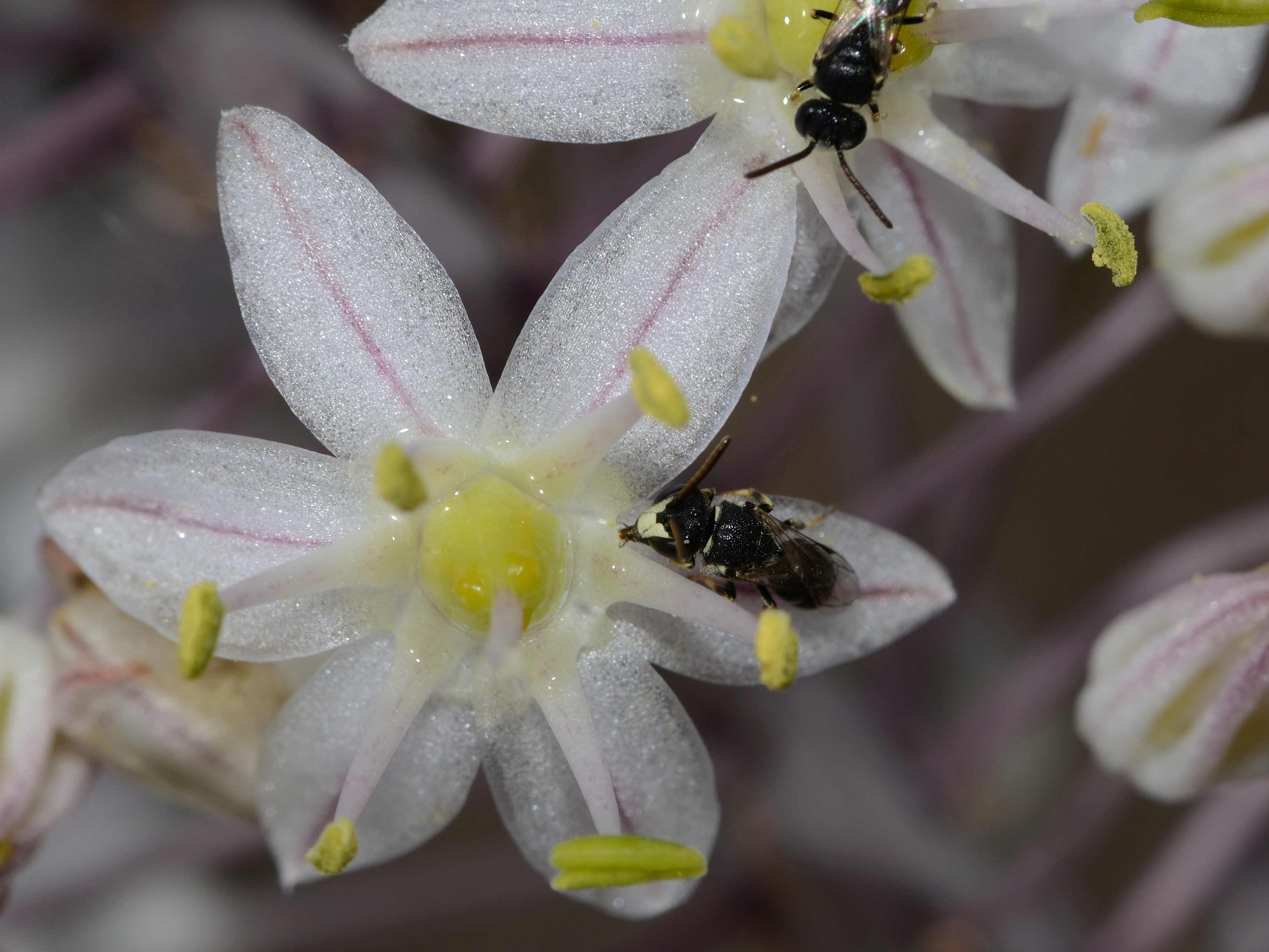 Hylaeus longimaculus male 1