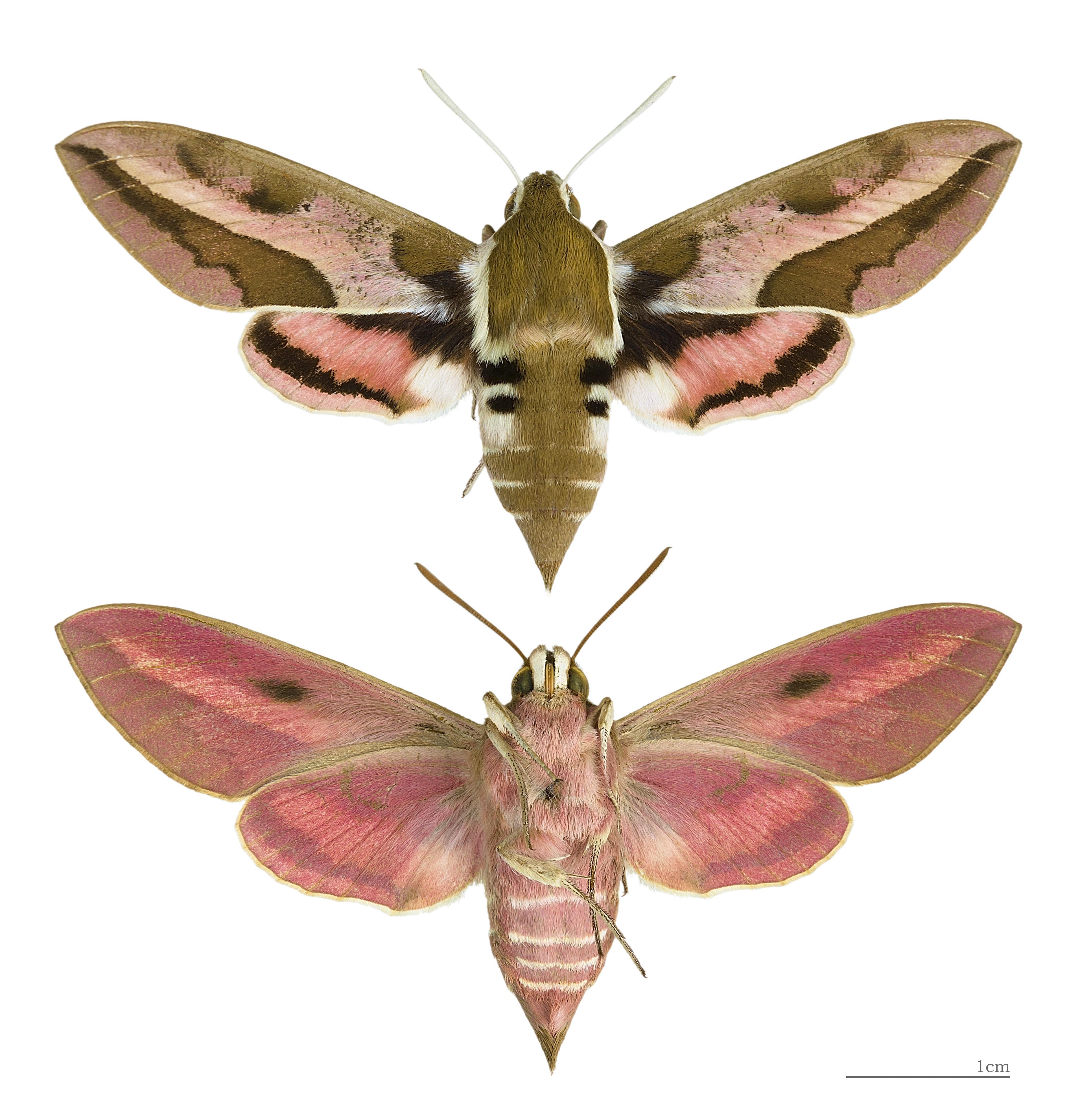 Hyles euphorbiae MHNT female