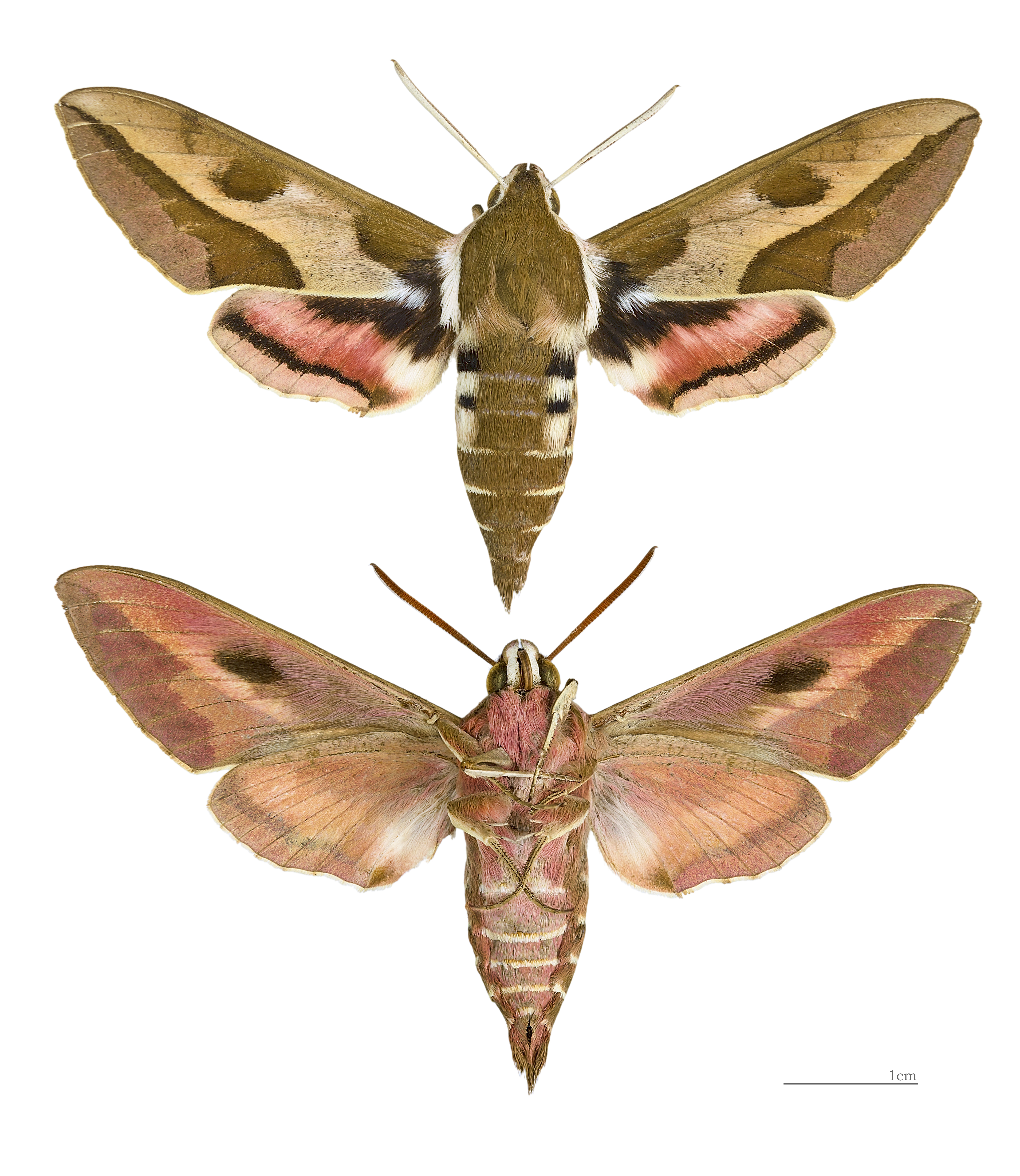 Hyles euphorbiae MHNT male