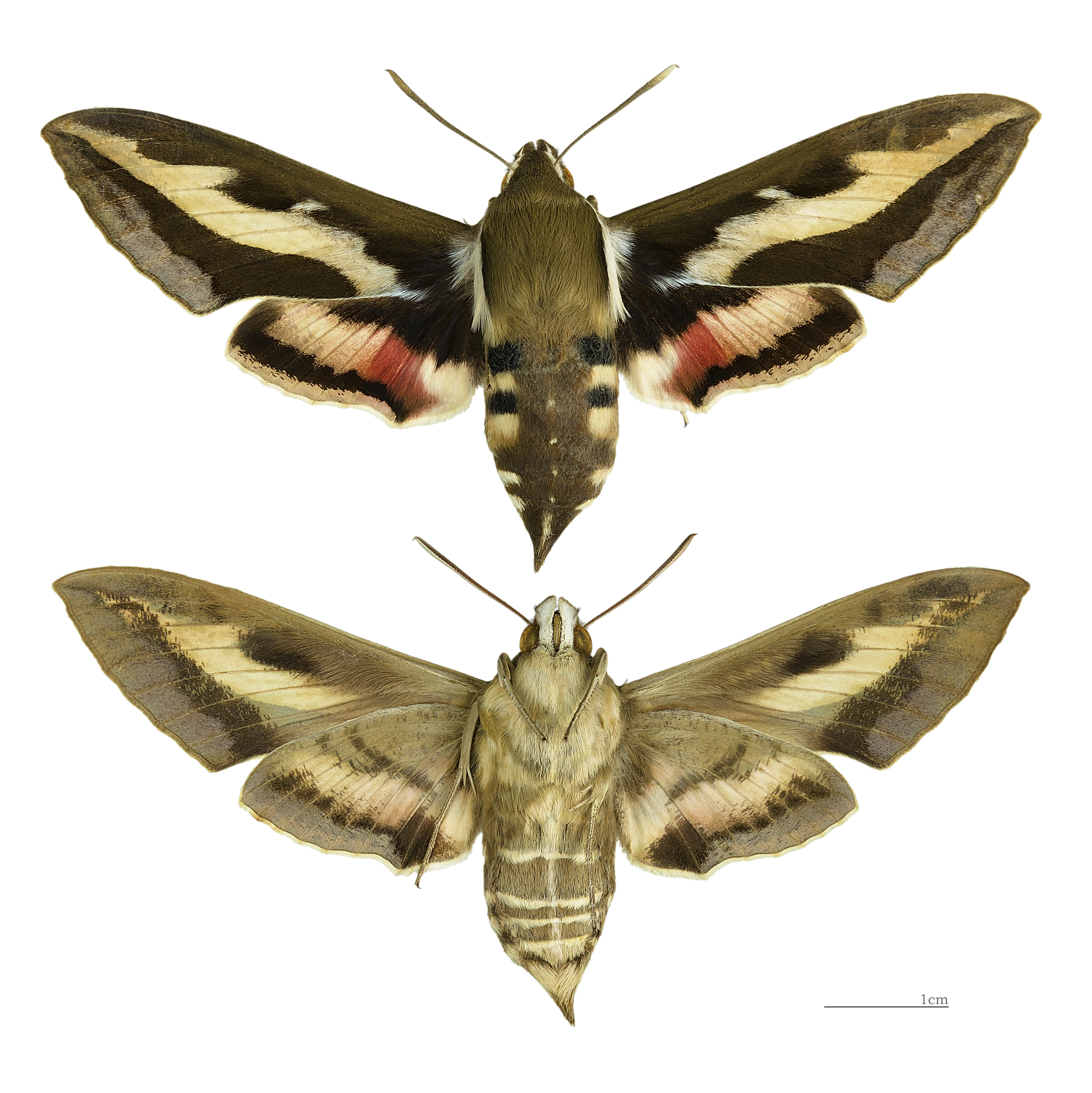 Hyles gallii MHNT female