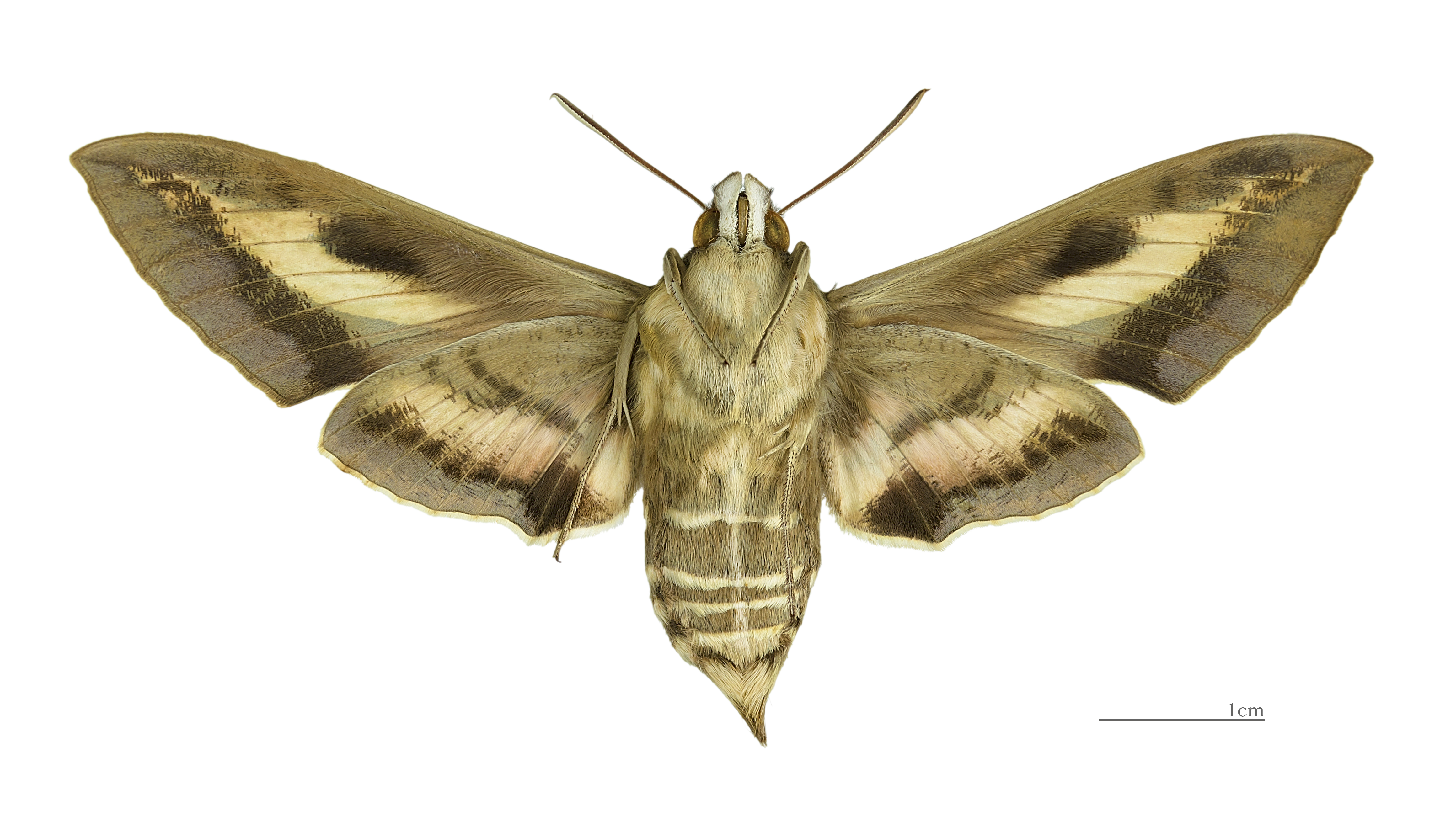 Hyles gallii MHNT female ventre