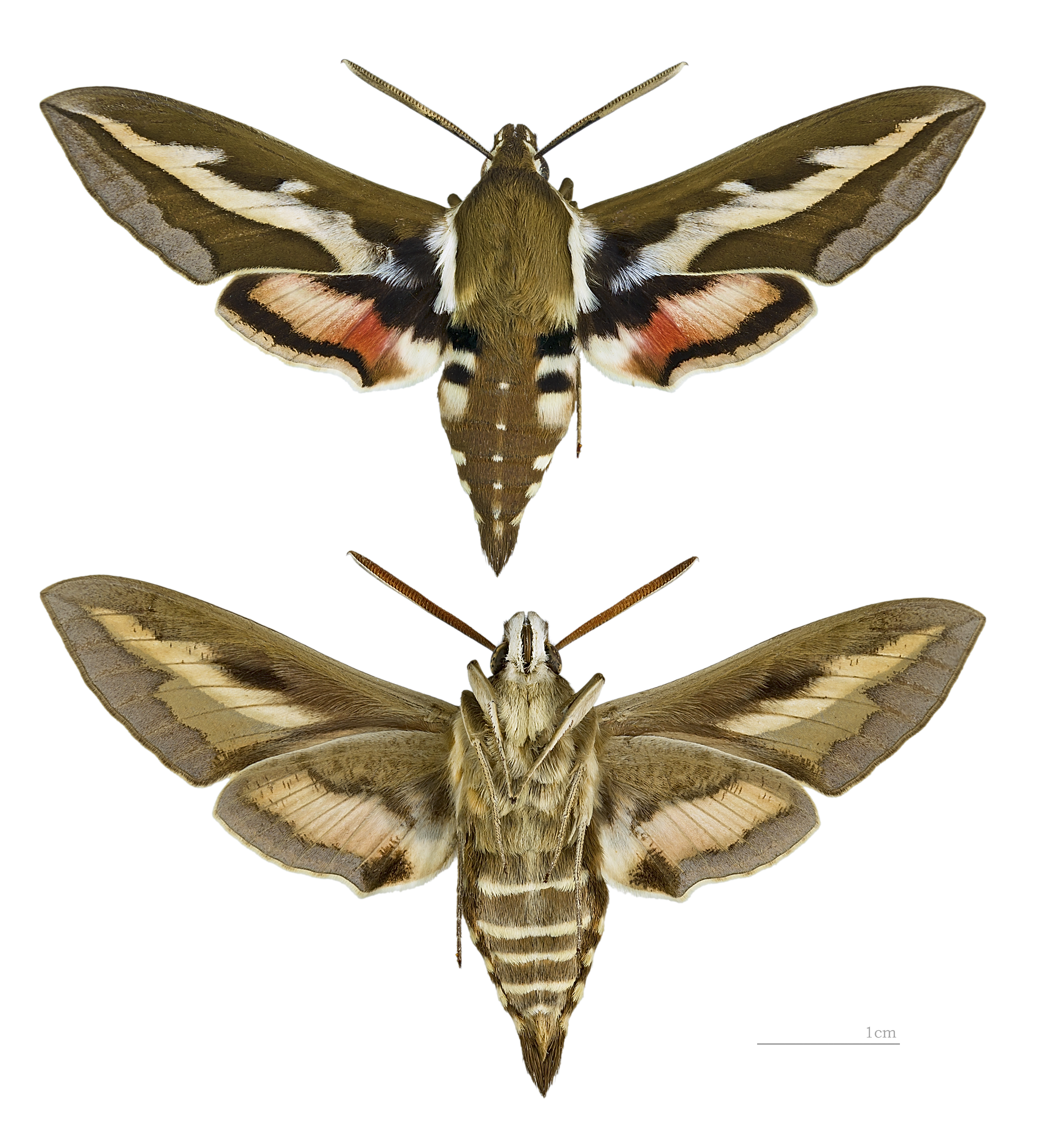 Hyles gallii MHNT male