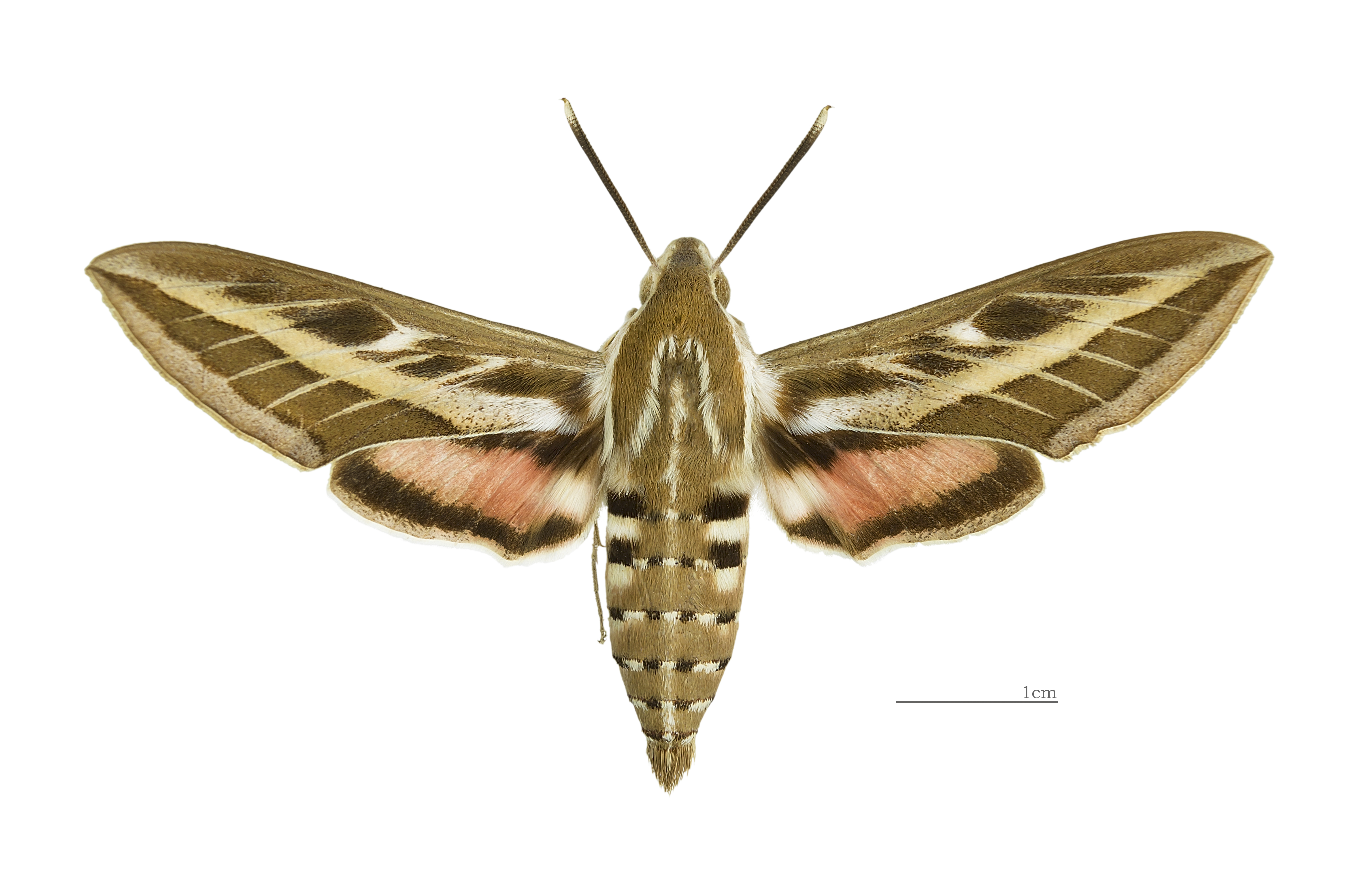Hyles livornica MHNT male Dos