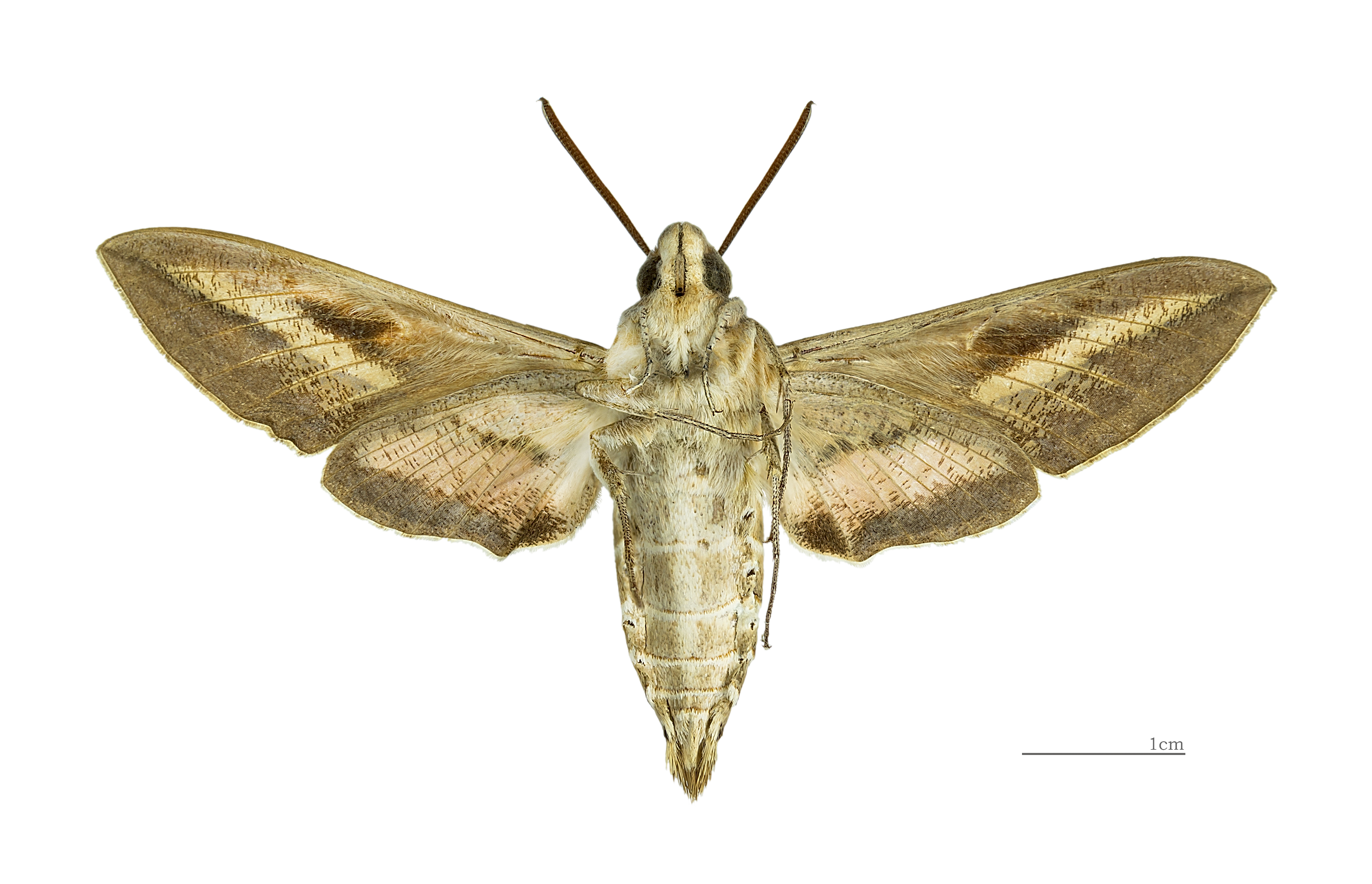 Hyles livornica MHNT male Ventre