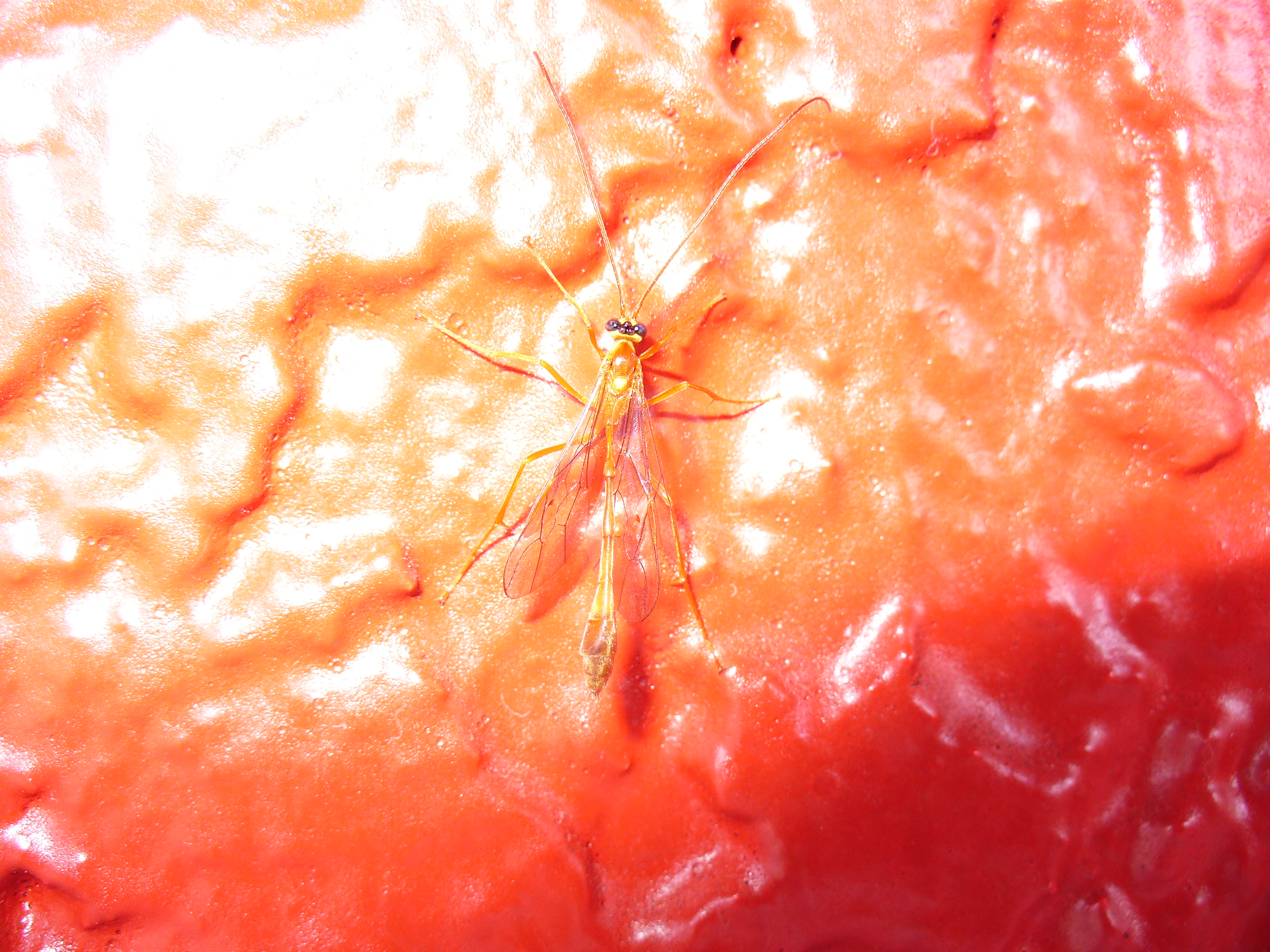 Hymenoptera 2