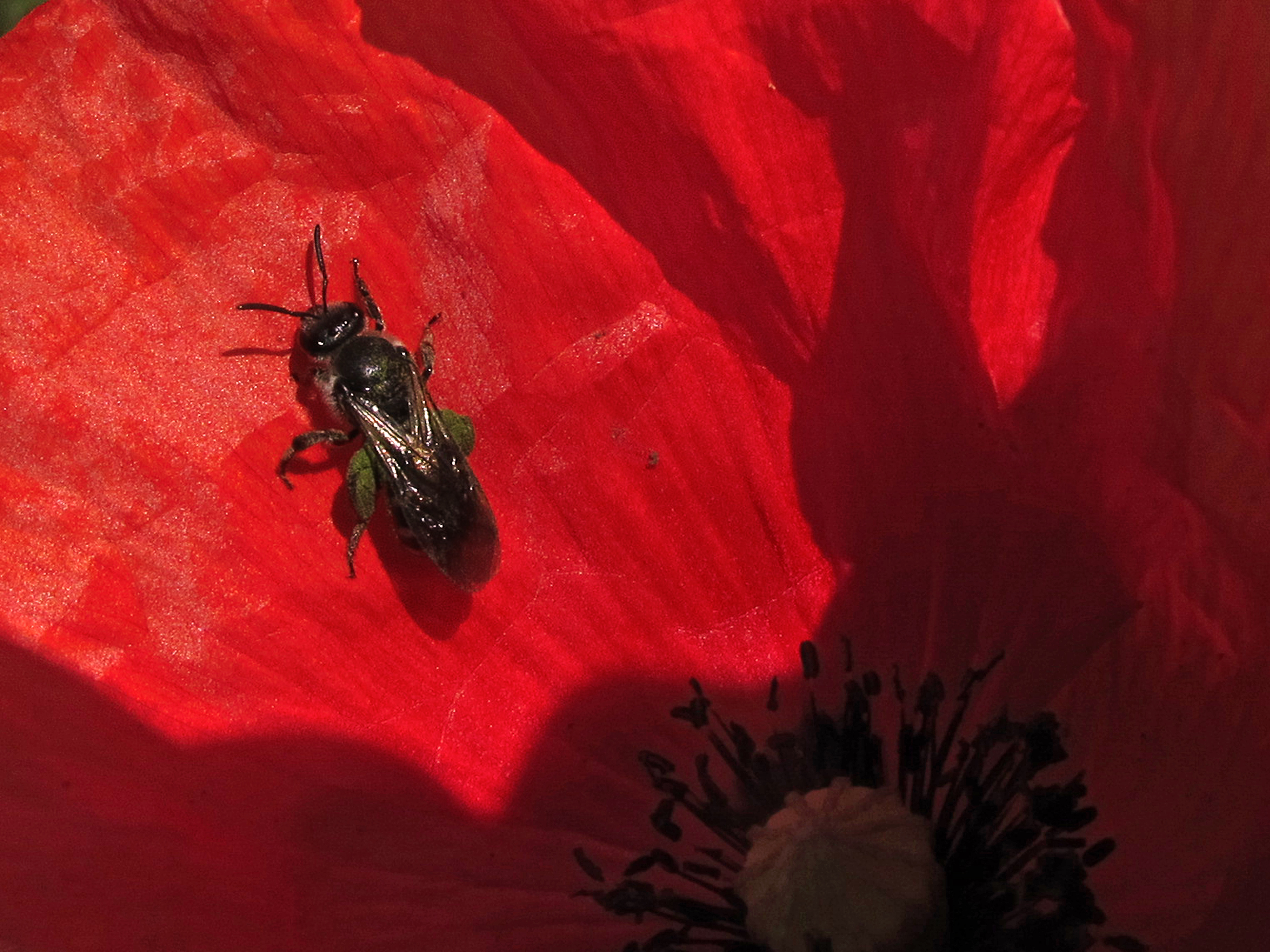 Hymenoptera (16001544448)