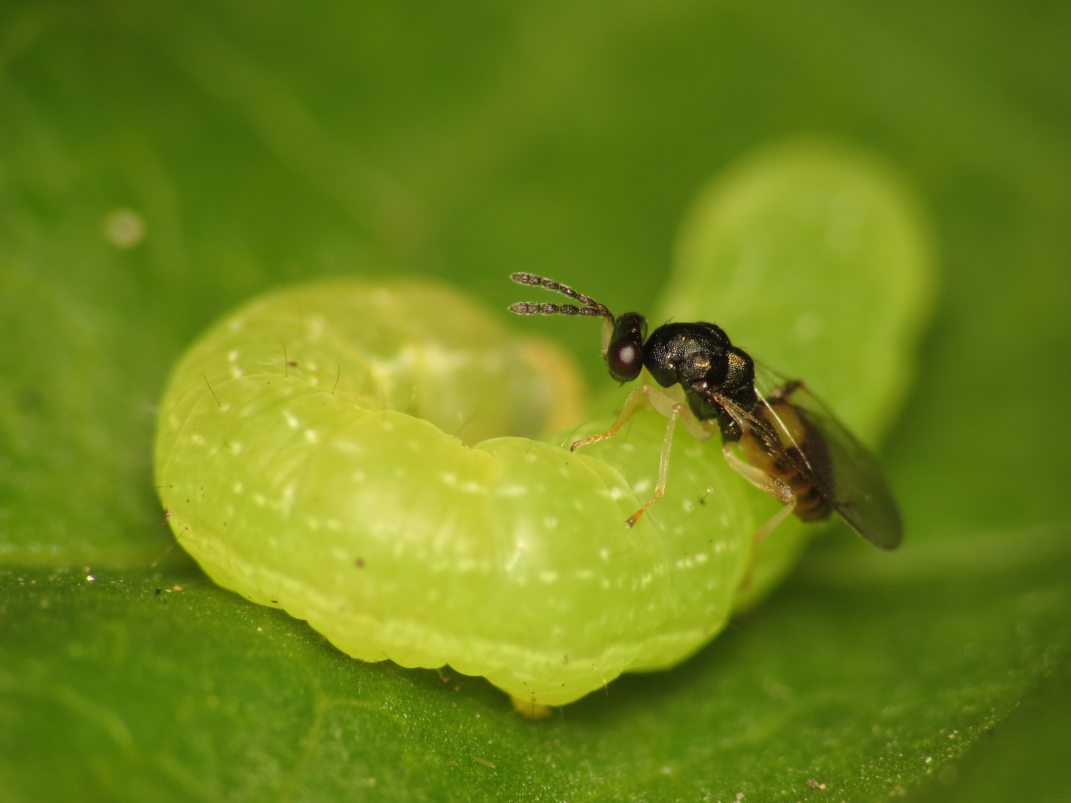 Hymenoptera sp. (14403758348)