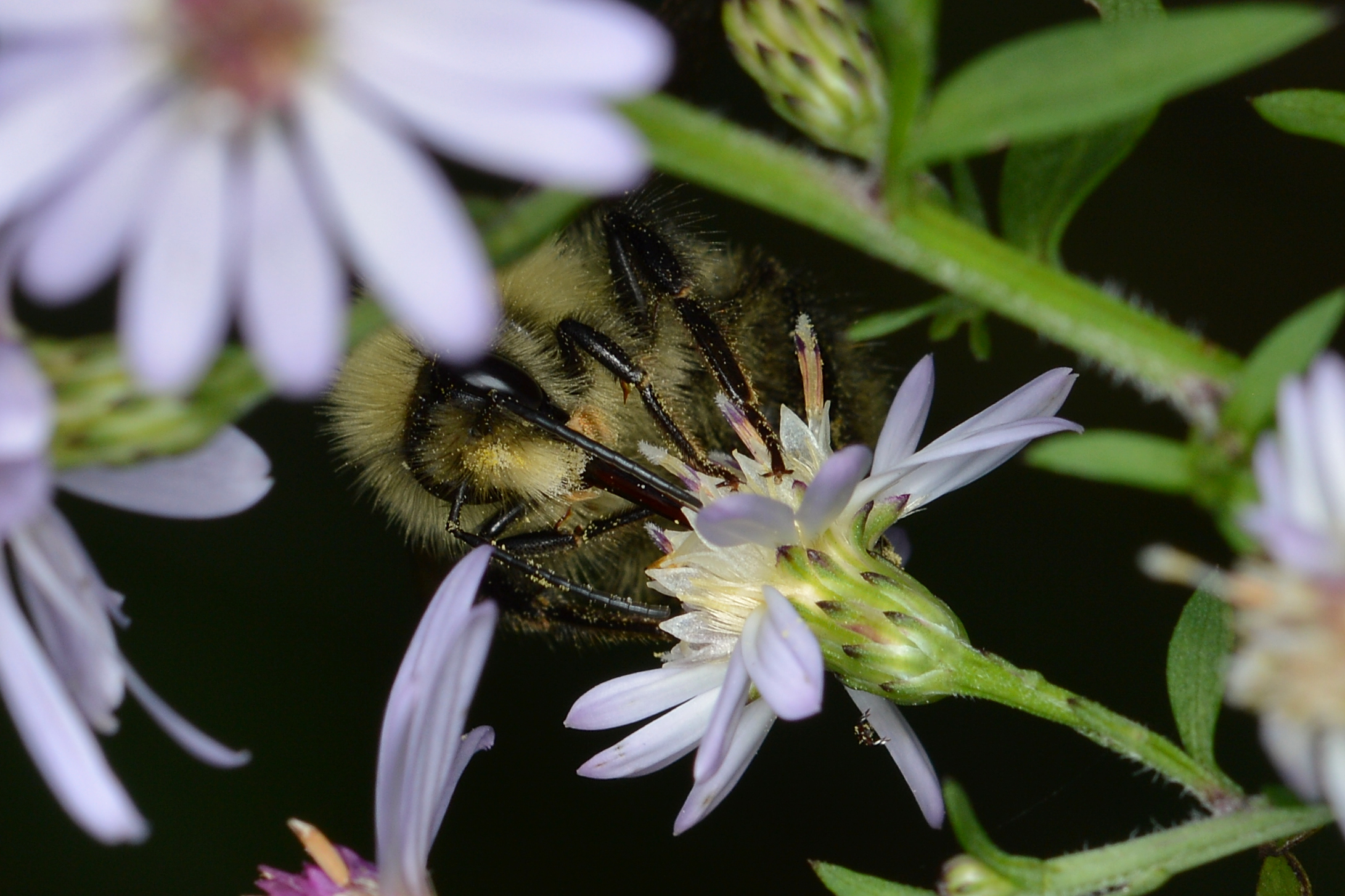 Hymenopteran - La Pêche, Québec