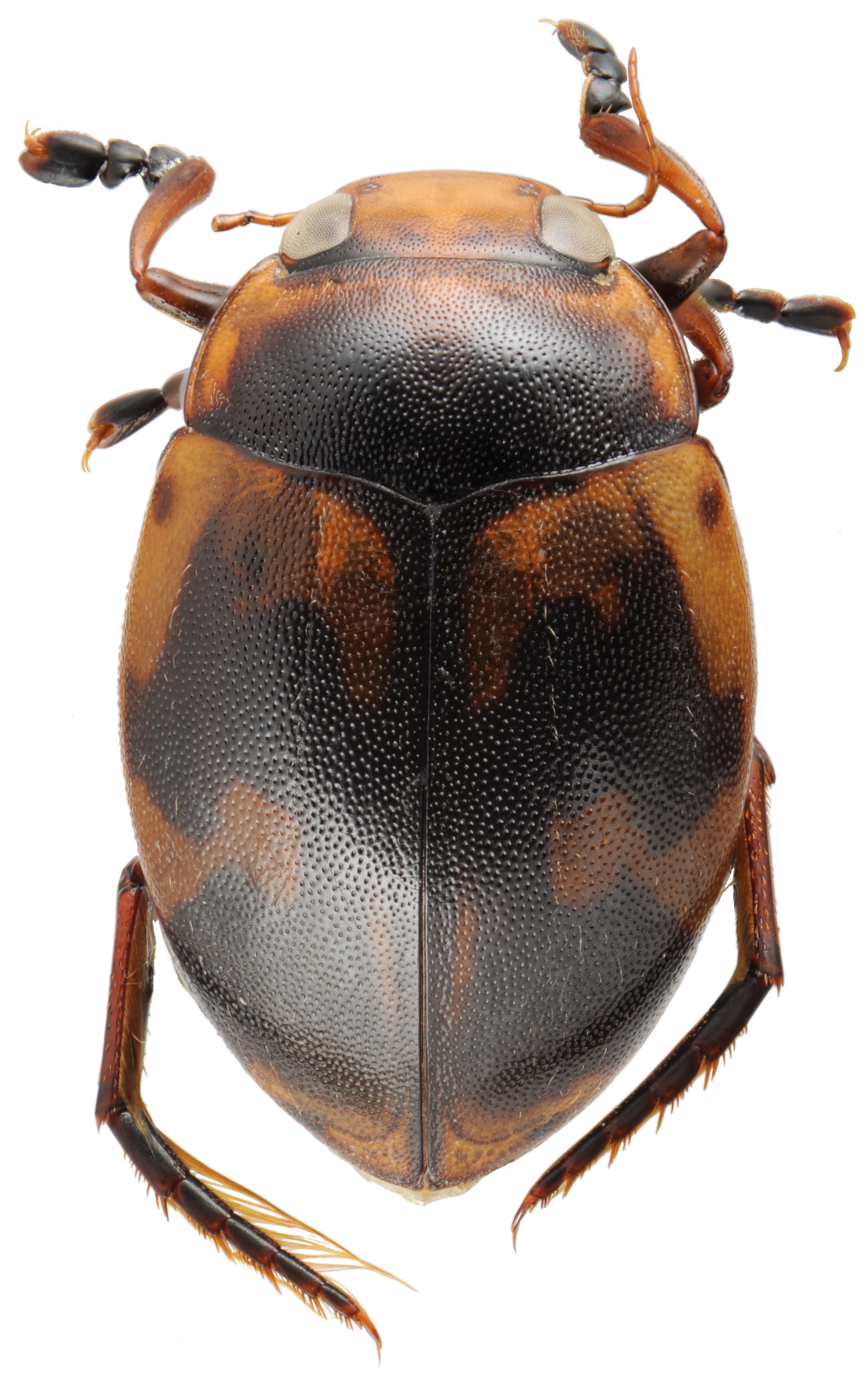 Hyphydrus elegans male HabitusDors