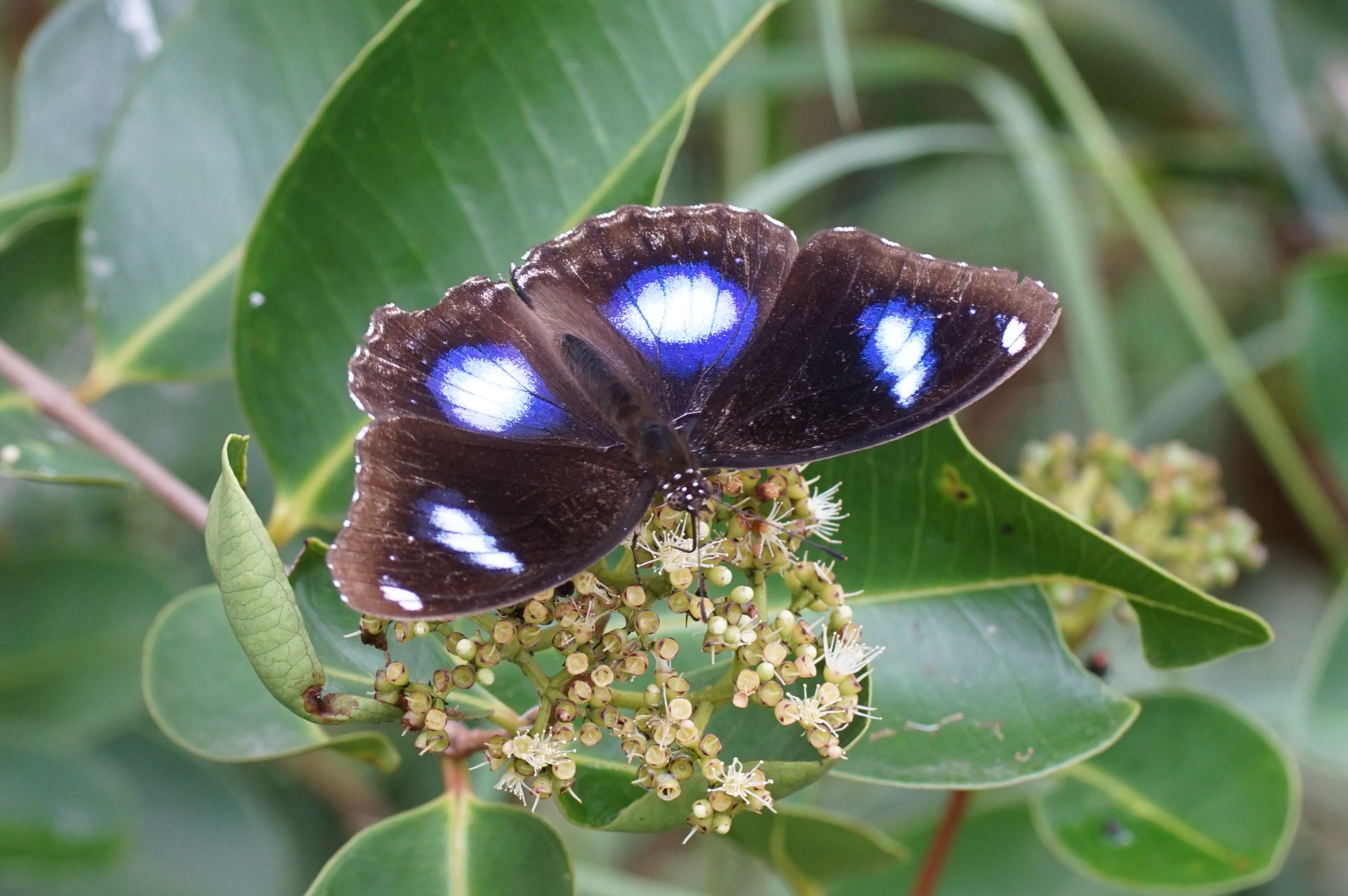 Hypolimnas bolina 03882