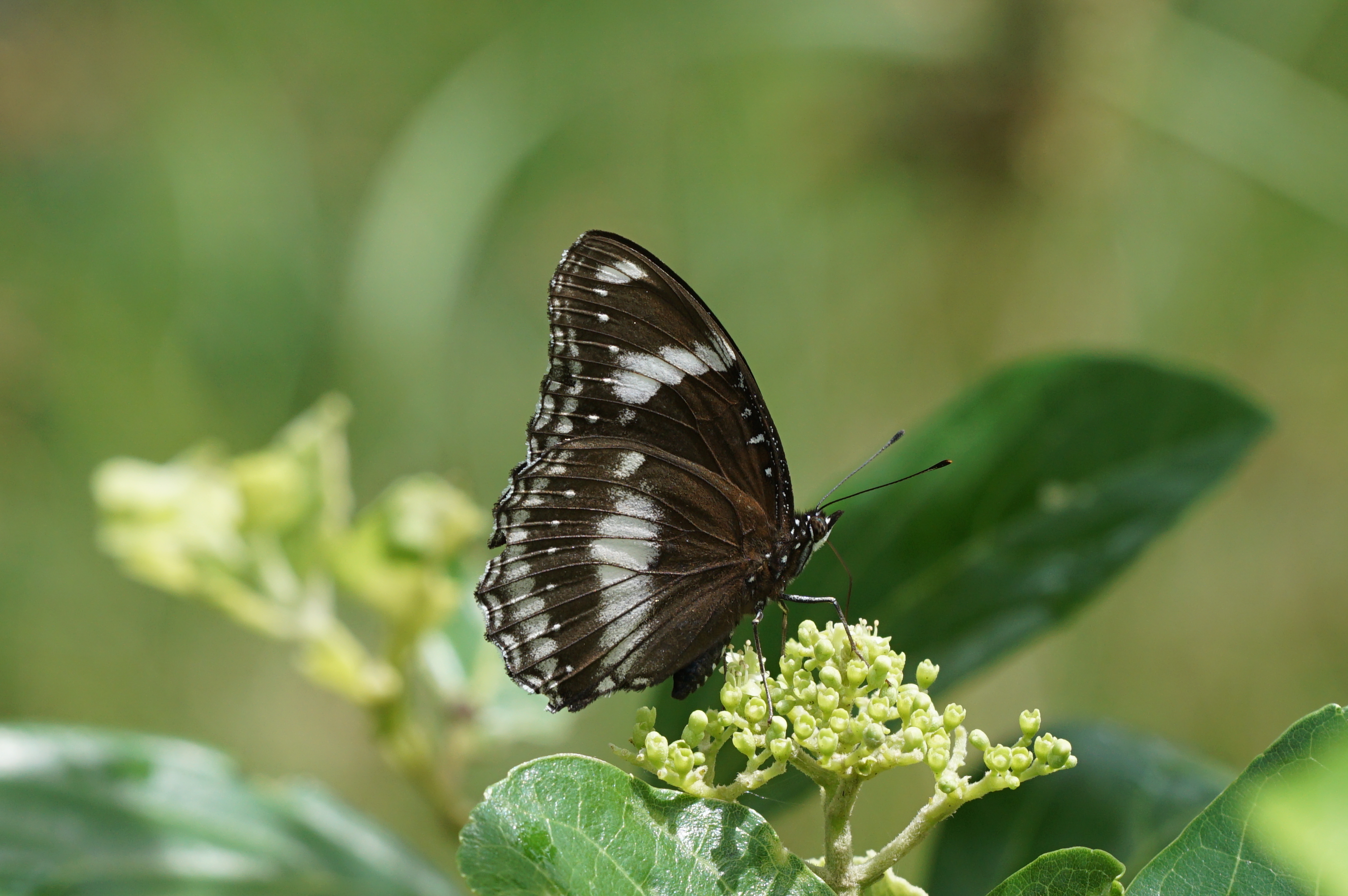 Hypolimnas bolina 07852